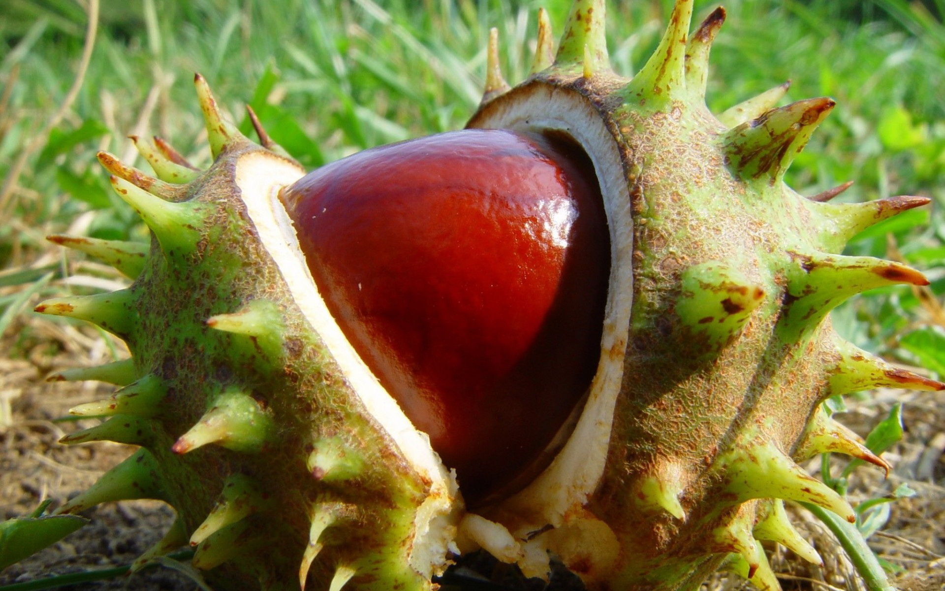 Chestnut tree, 10 wallpapers, Nature, 1920x1200 HD Desktop