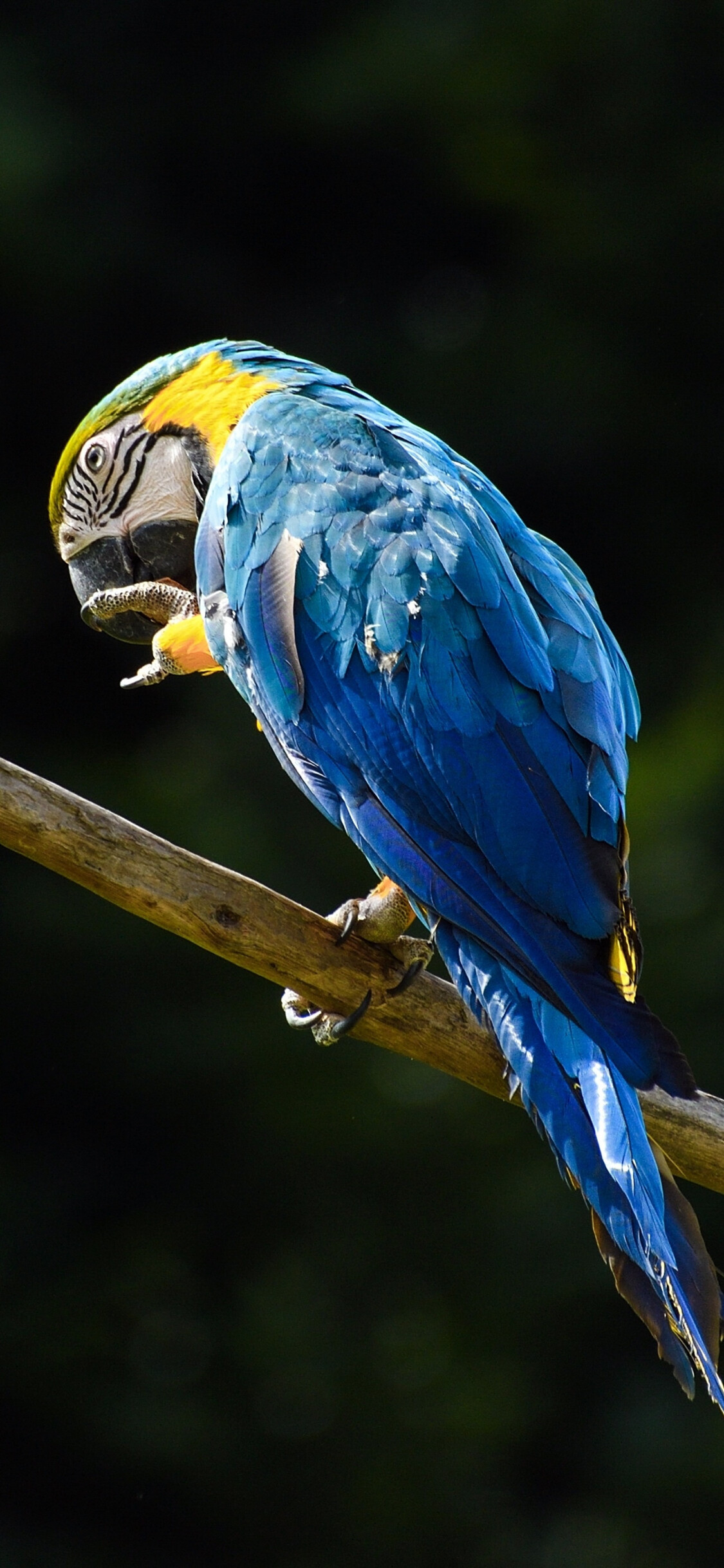 Blue macaw parrot wallpaper, iPhone X background, High-quality image, Stunning bird, 1130x2440 HD Phone