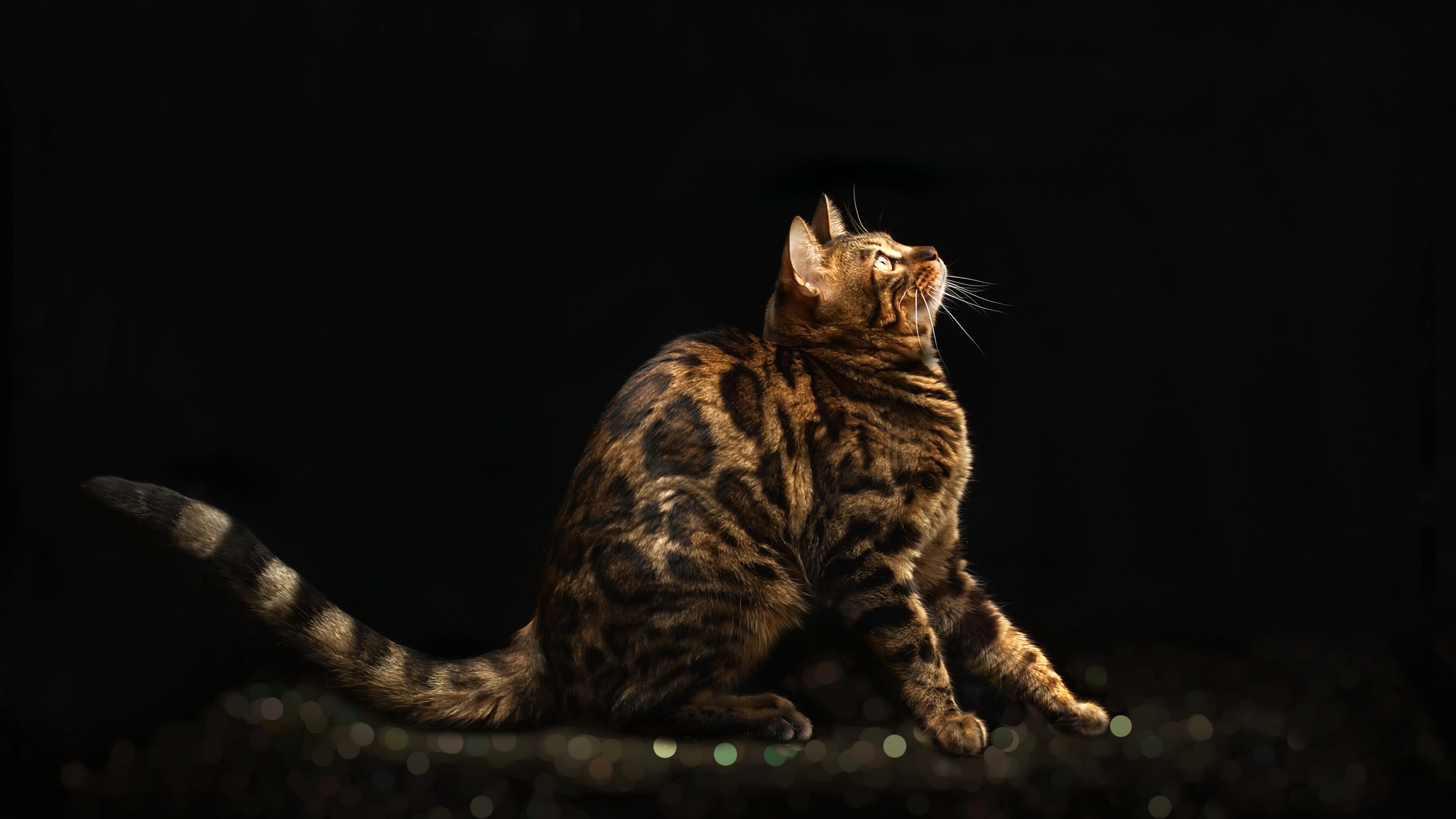 Bengal cat 4k ultra hd, Powerful and agile, Striking spotted coat, Hunting instincts, 3840x2160 4K Desktop