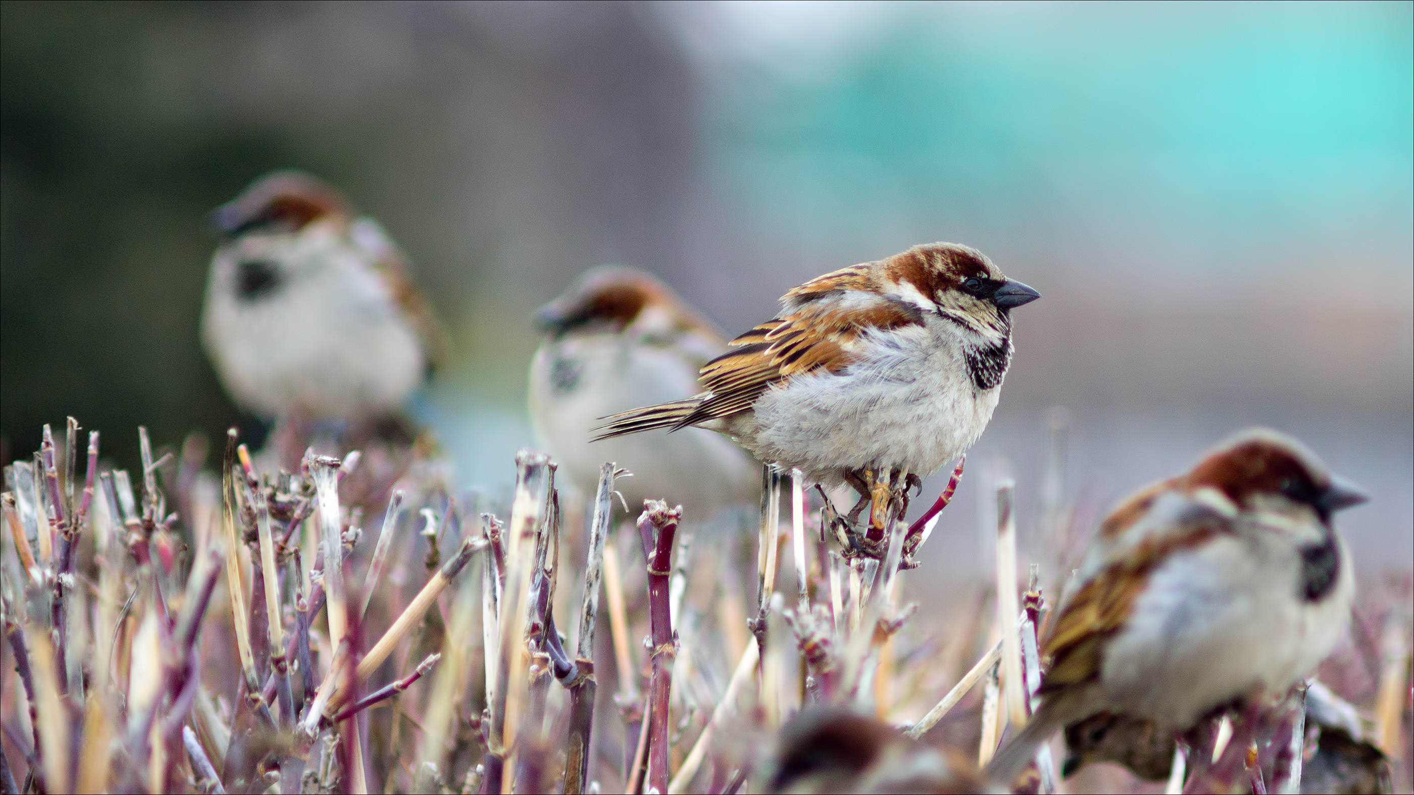 Downloadable wallpaper, Inspiring bird imagery, Nature-inspired artwork, Image resolution, 2800x1580 HD Desktop