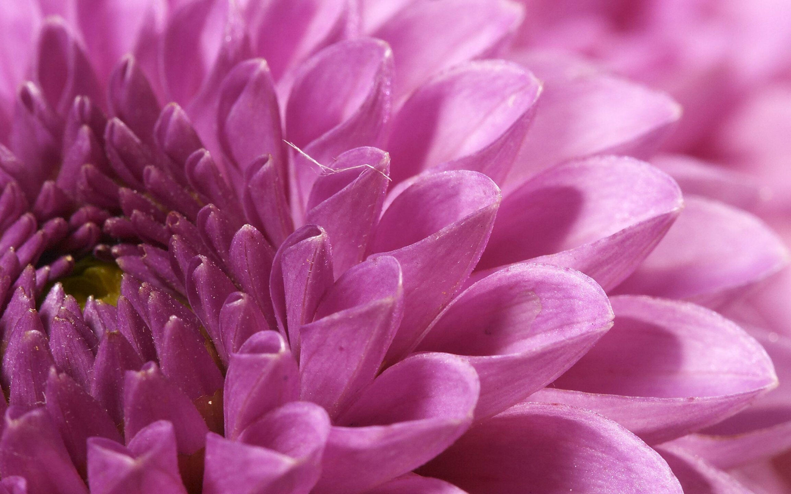 Chrysanthemum wallpapers, Floral delight, Colorful beauty, Vibrant blooms, 2560x1600 HD Desktop