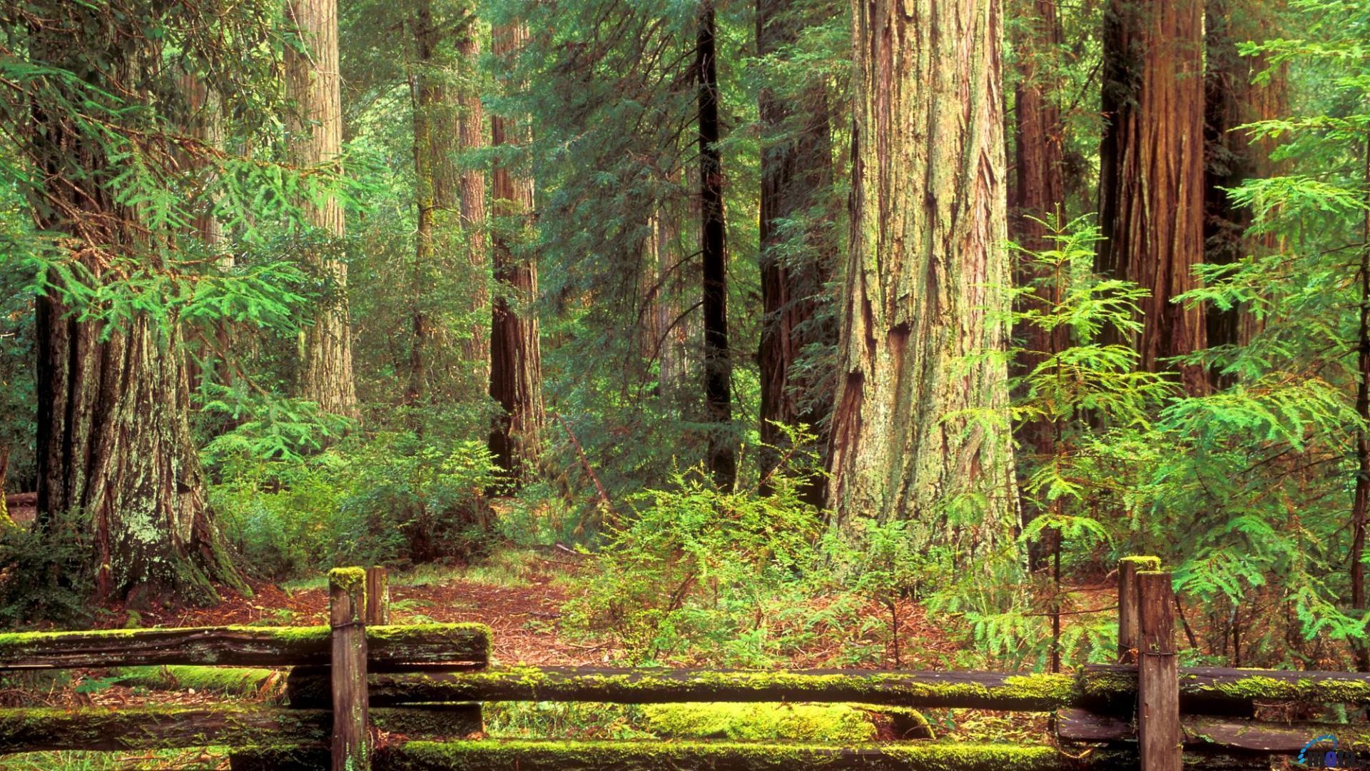 Redwoods in sunlight, Forest cathedral, Nature's skyscrapers, Peaceful retreat, 1920x1080 Full HD Desktop