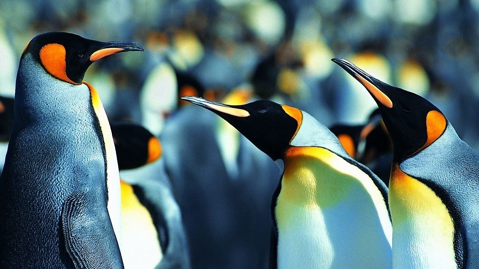 Desktop penguin wallpaper, Daria Kingsman's creation, Penguin love, Delightful imagery, 1920x1080 Full HD Desktop