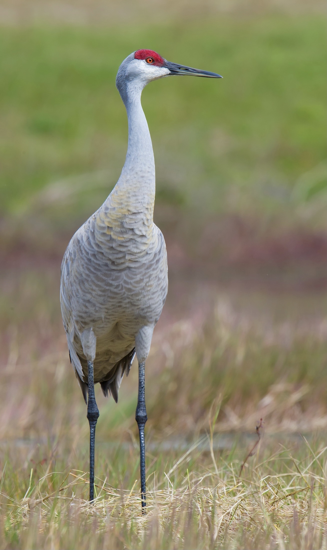 Sandhill crane, Shanghai birding, Bird in China, Crane species, 1310x2200 HD Phone