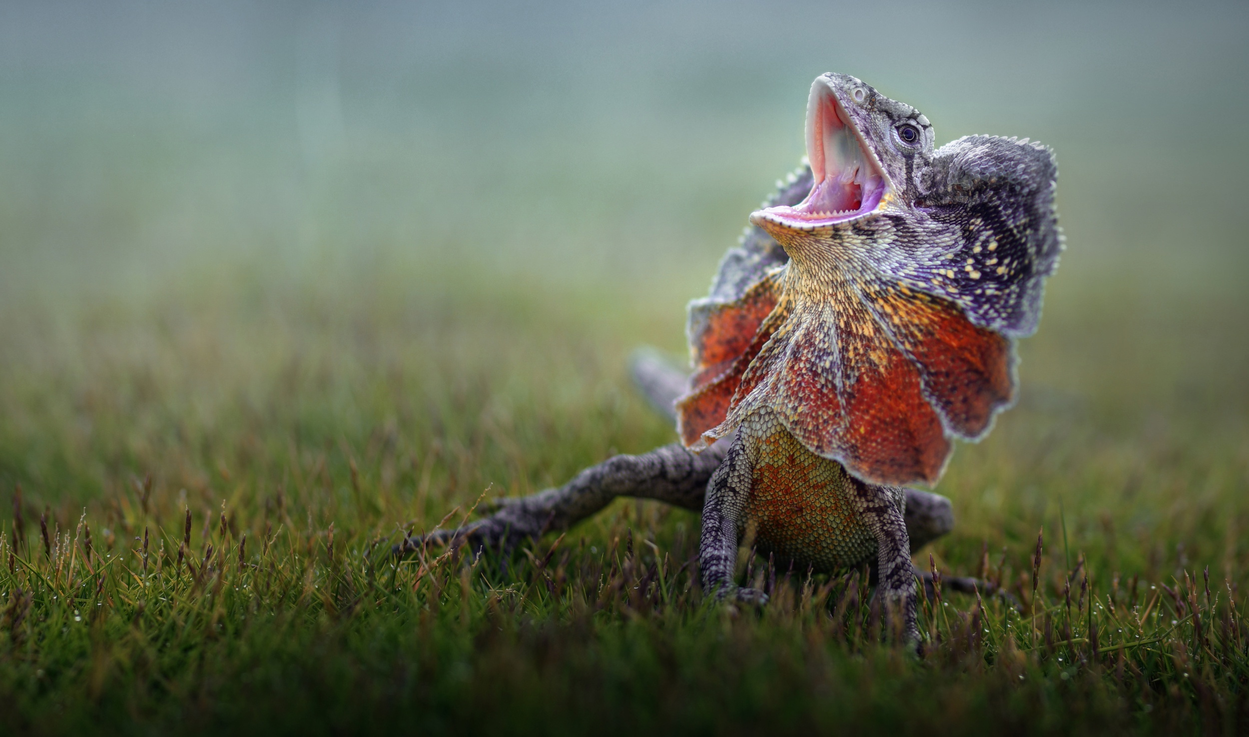 Frilled-neck lizard wallpapers, Wallpapers to adore, Lizard love, High-resolution visuals, 2500x1480 HD Desktop