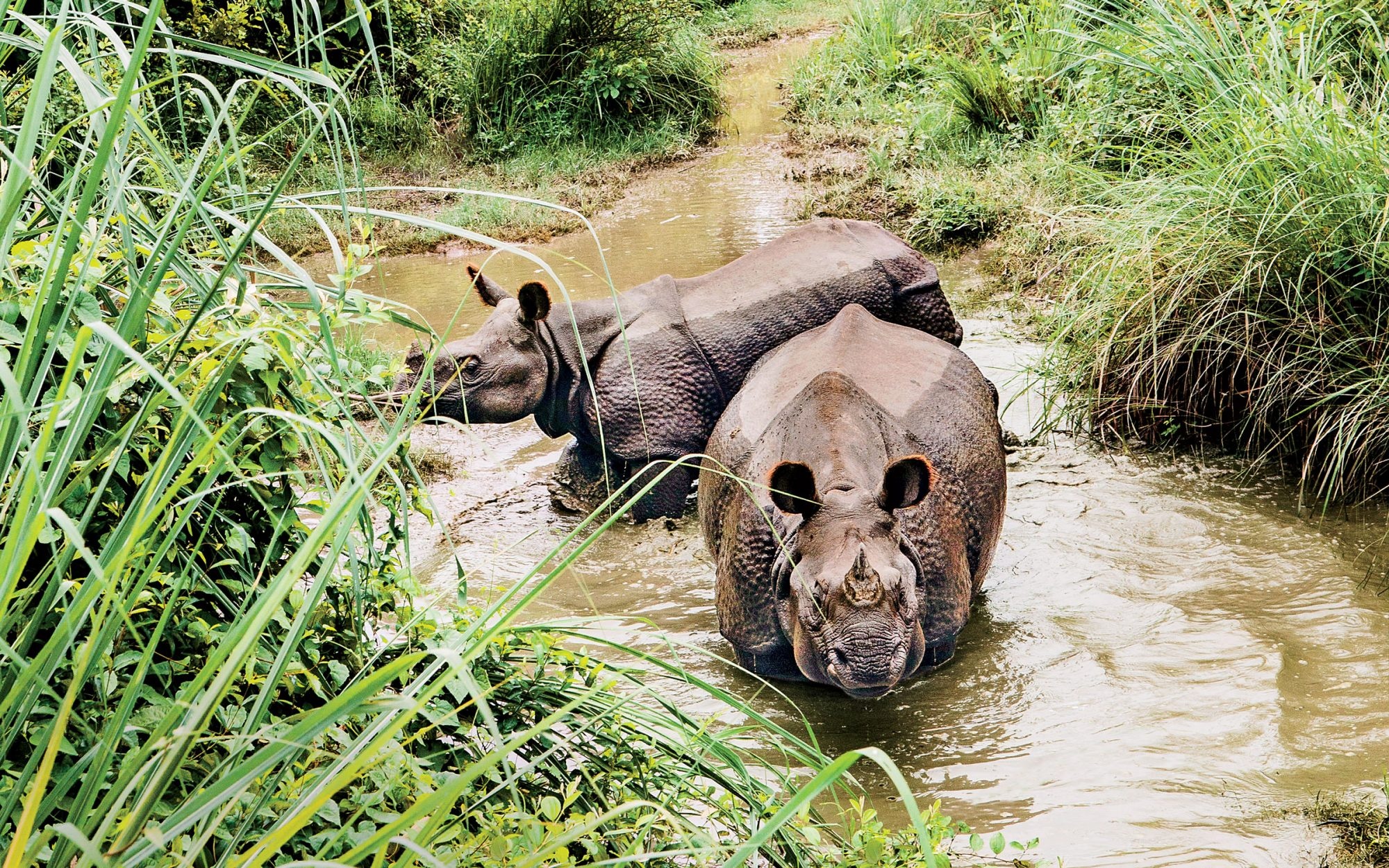 Chitwan National Park, 50% off jungle safari, 2000x1250 HD Desktop