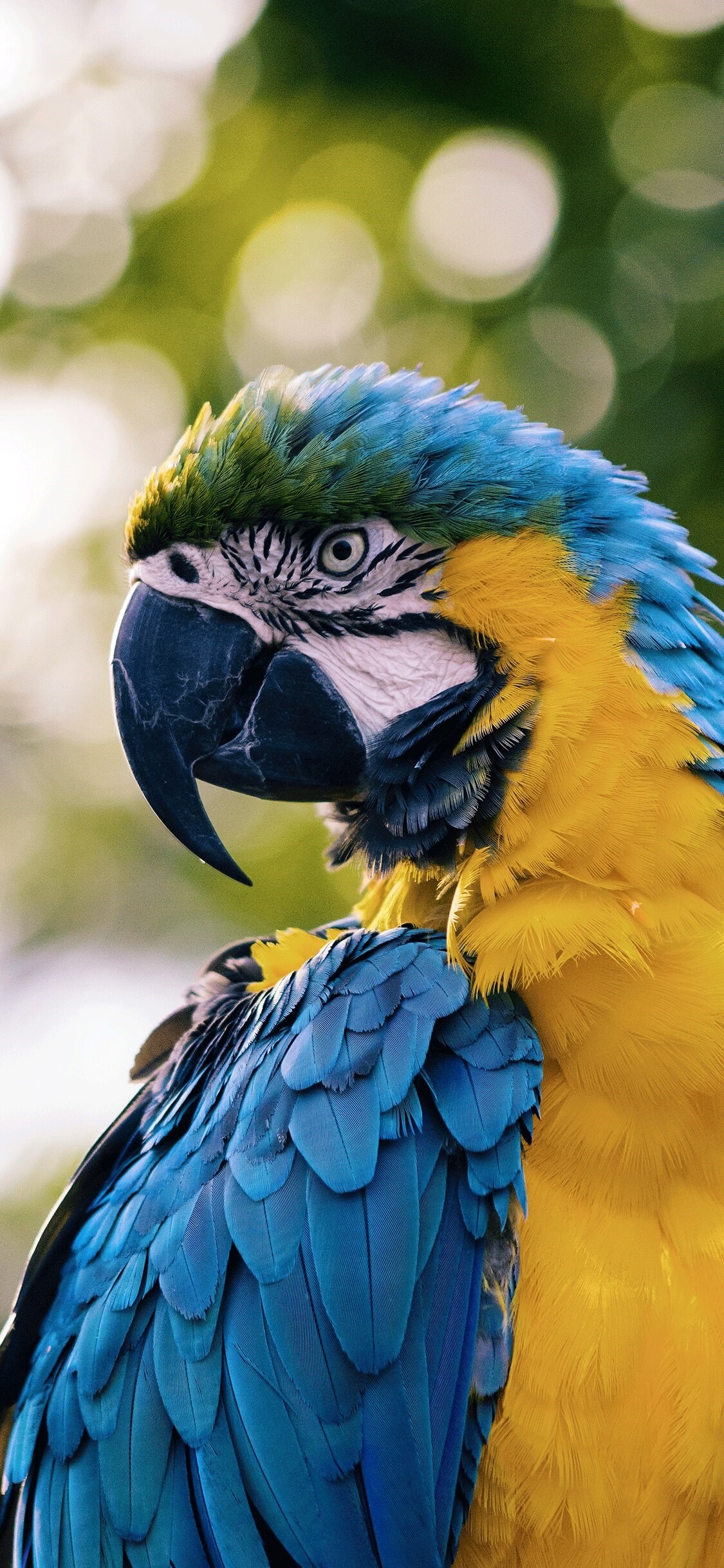 Artistic parrot wallpapers, iPhone background, Vibrant artwork, High-definition images, 1130x2440 HD Phone