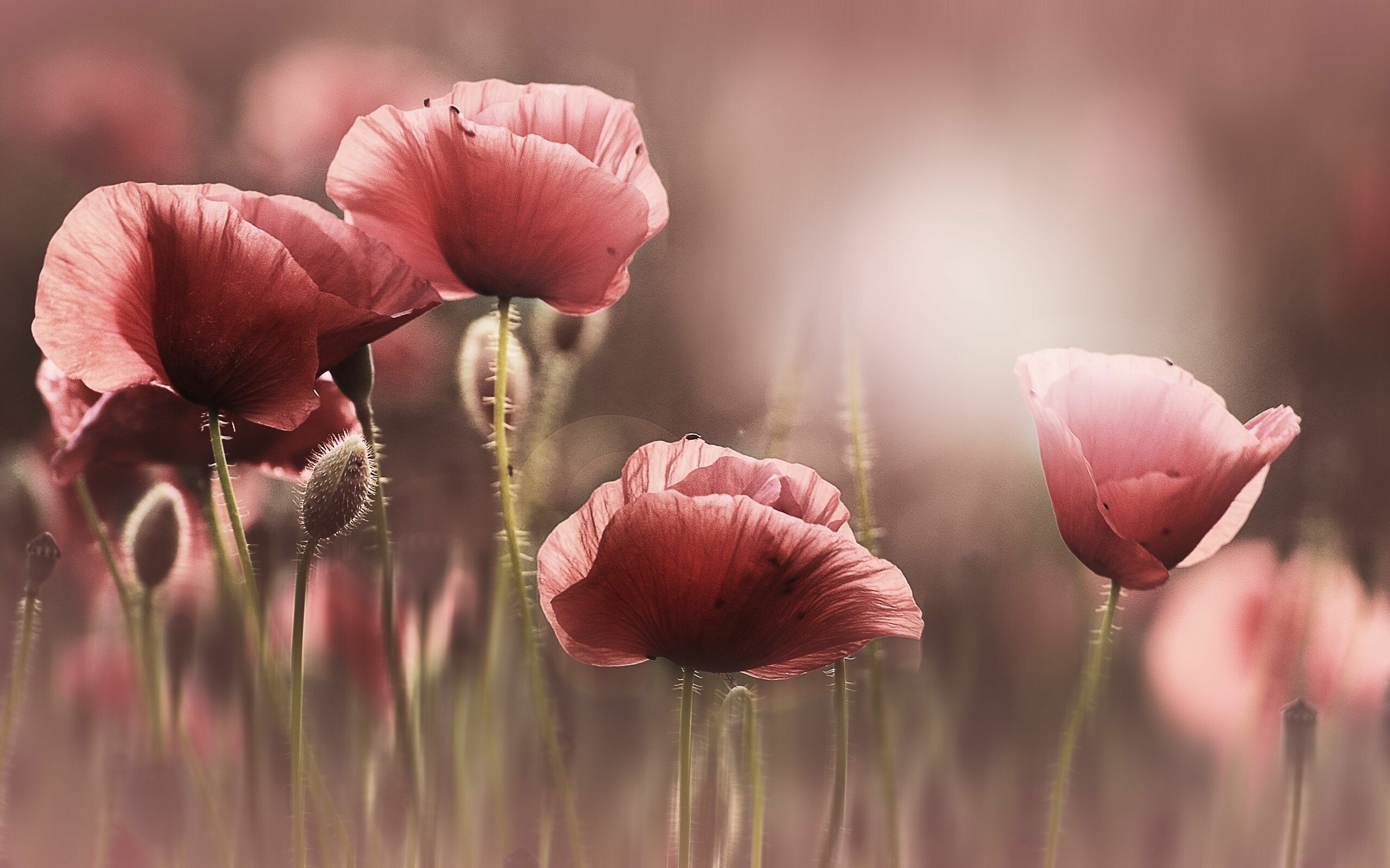 Poppy wallpaper for Mac, Facebook cover photo, Pink tulips, Cover photo, 2560x1600 HD Desktop