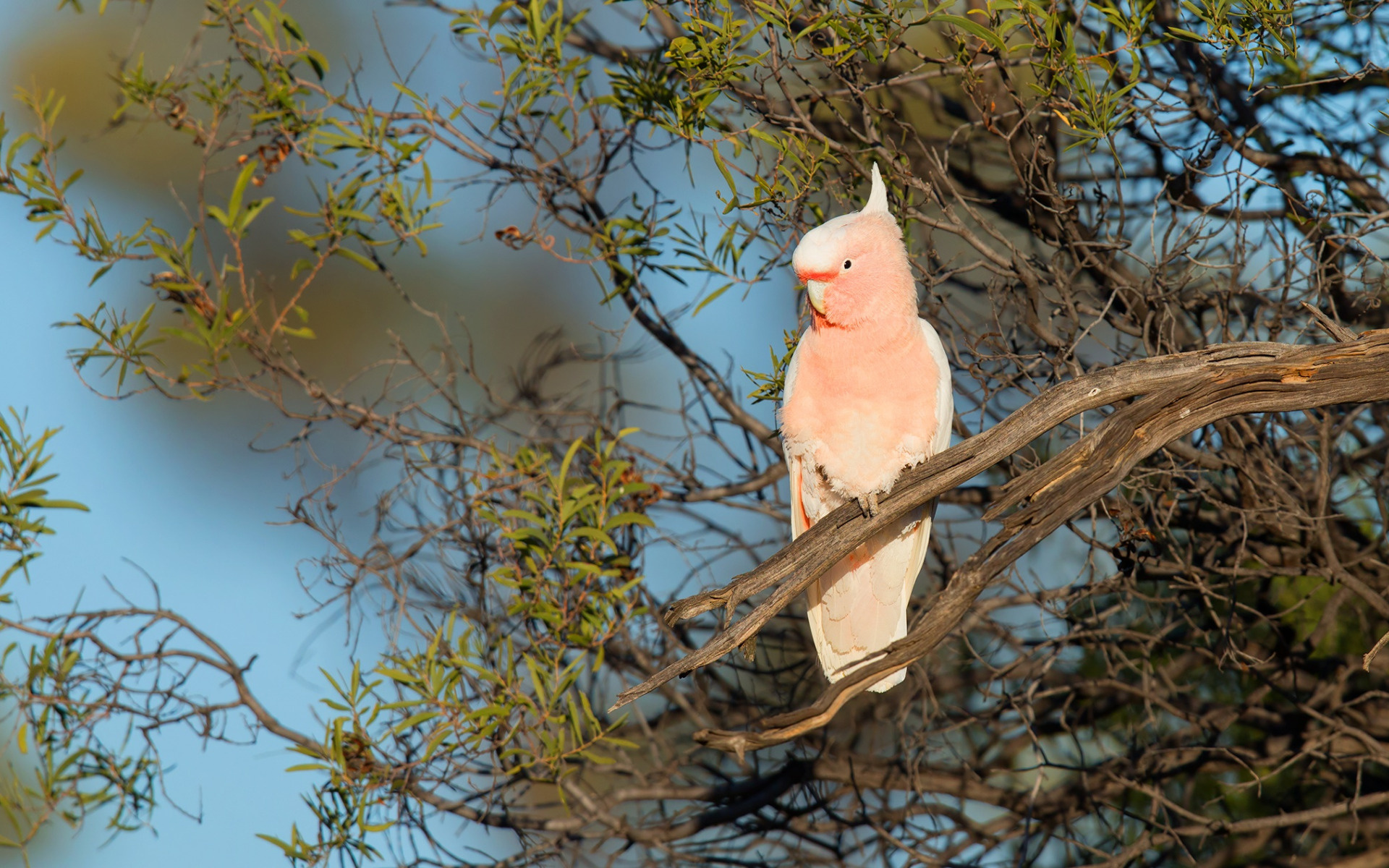 Galah pink cockatoo, Vibrant Australian bird, Breathtaking parrot, Stunning beauty, 1920x1200 HD Desktop