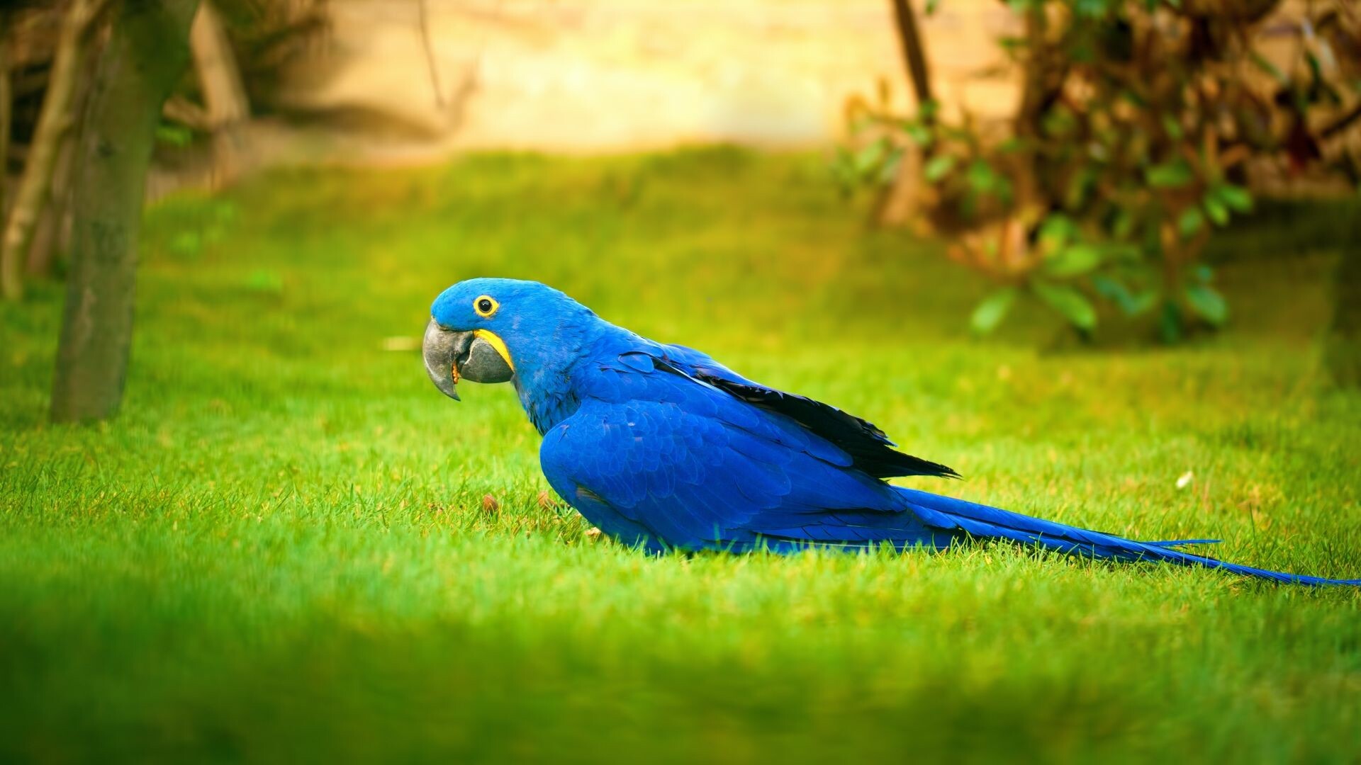 Macaw bird on grass, Parrot wallpaper, HD image, Vibrant and captivating, 1920x1080 Full HD Desktop