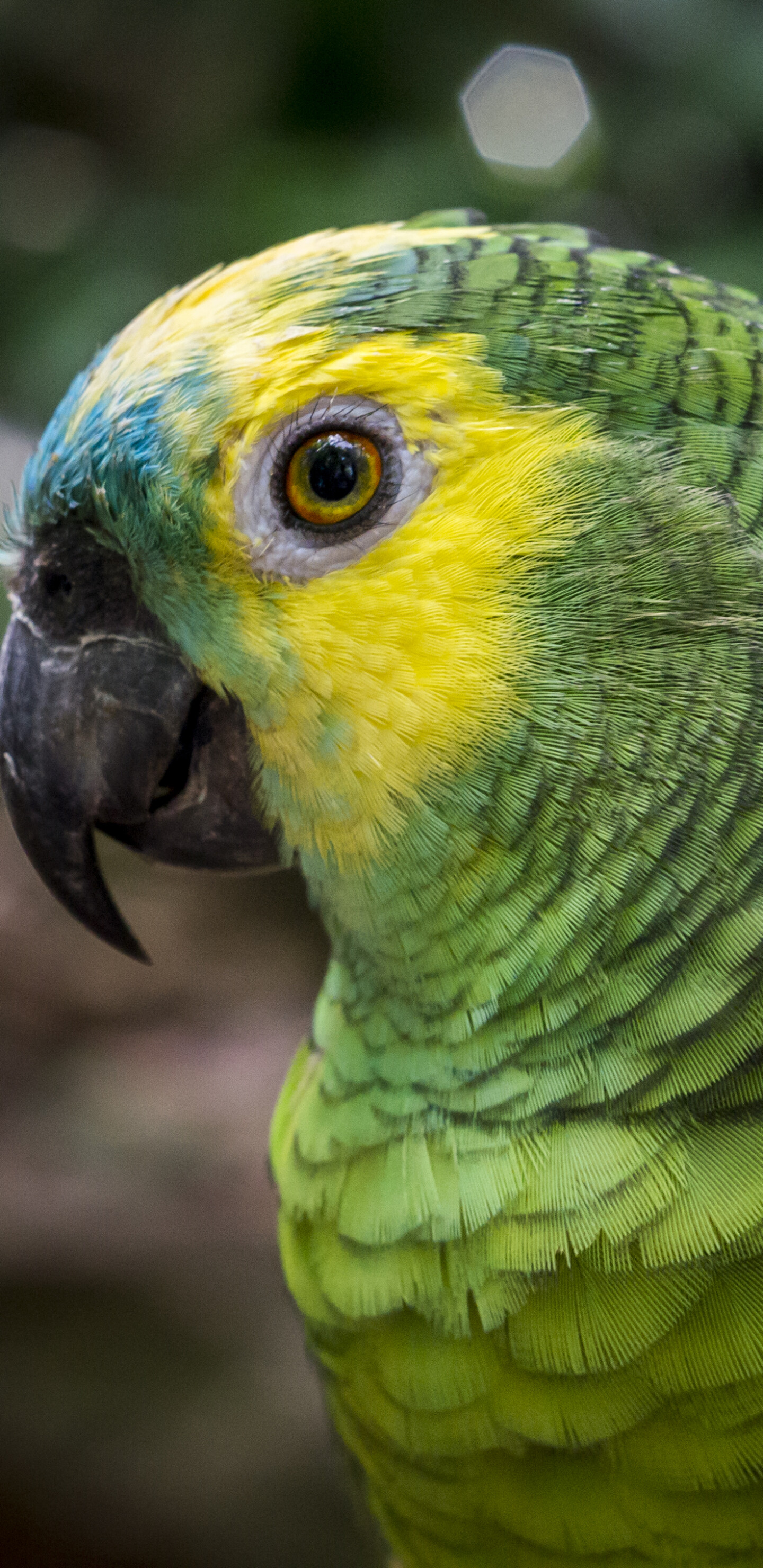 Parrot, Animal, Mobile, Abyss, 1440x2960 HD Phone