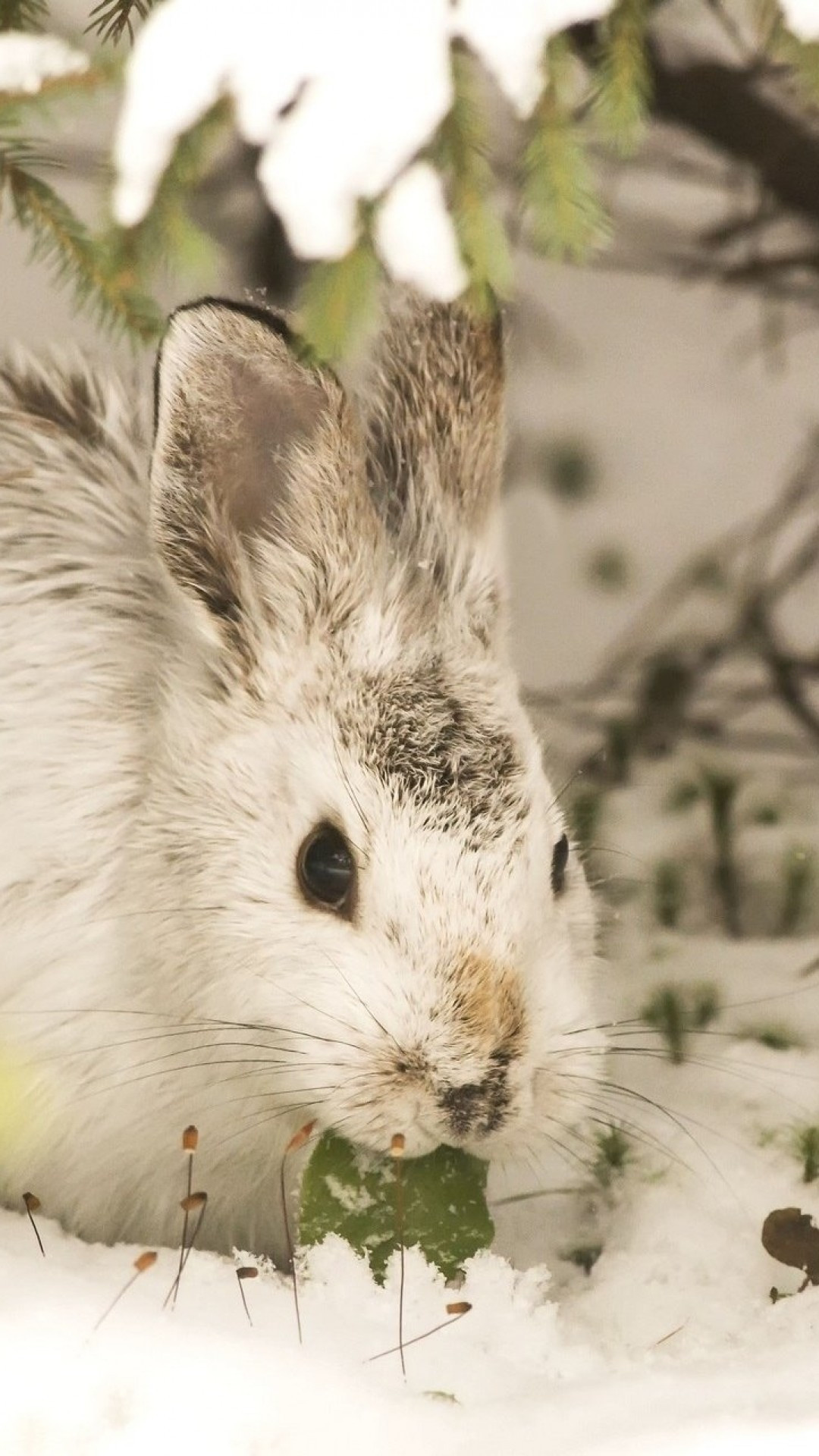 Rabbit and hare in snow, Winter wildlife, Bunny wallpapers, Device backgrounds, 1080x1920 Full HD Phone