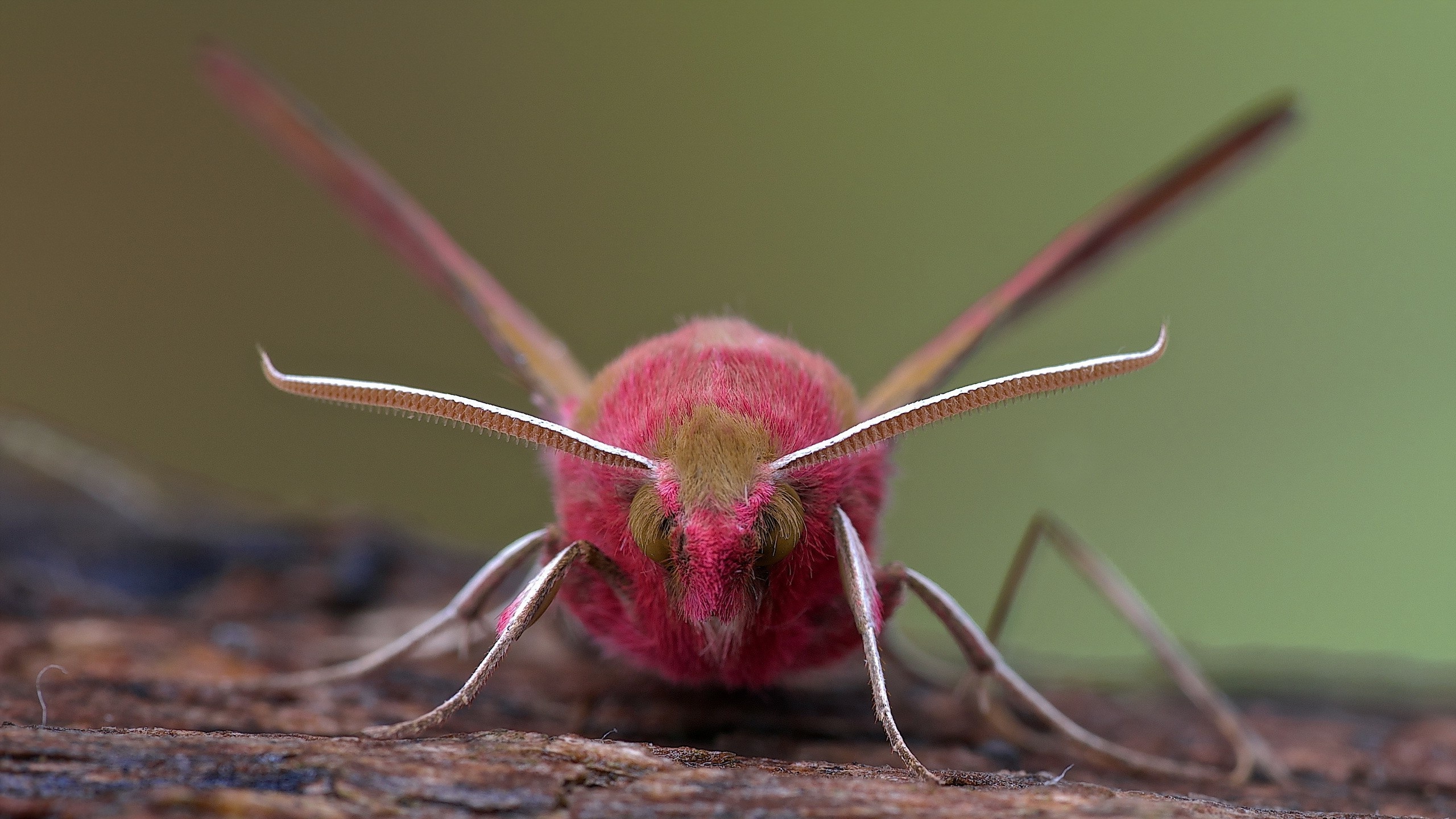 Mesmerizing moth portraits, Lepidoptera marvels, Macro photography, Desktop and mobile wallpapers, 2560x1440 HD Desktop