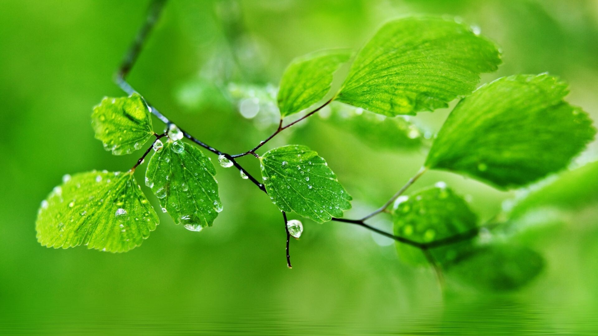 Branch, Go Green Wallpaper, 1920x1080 Full HD Desktop