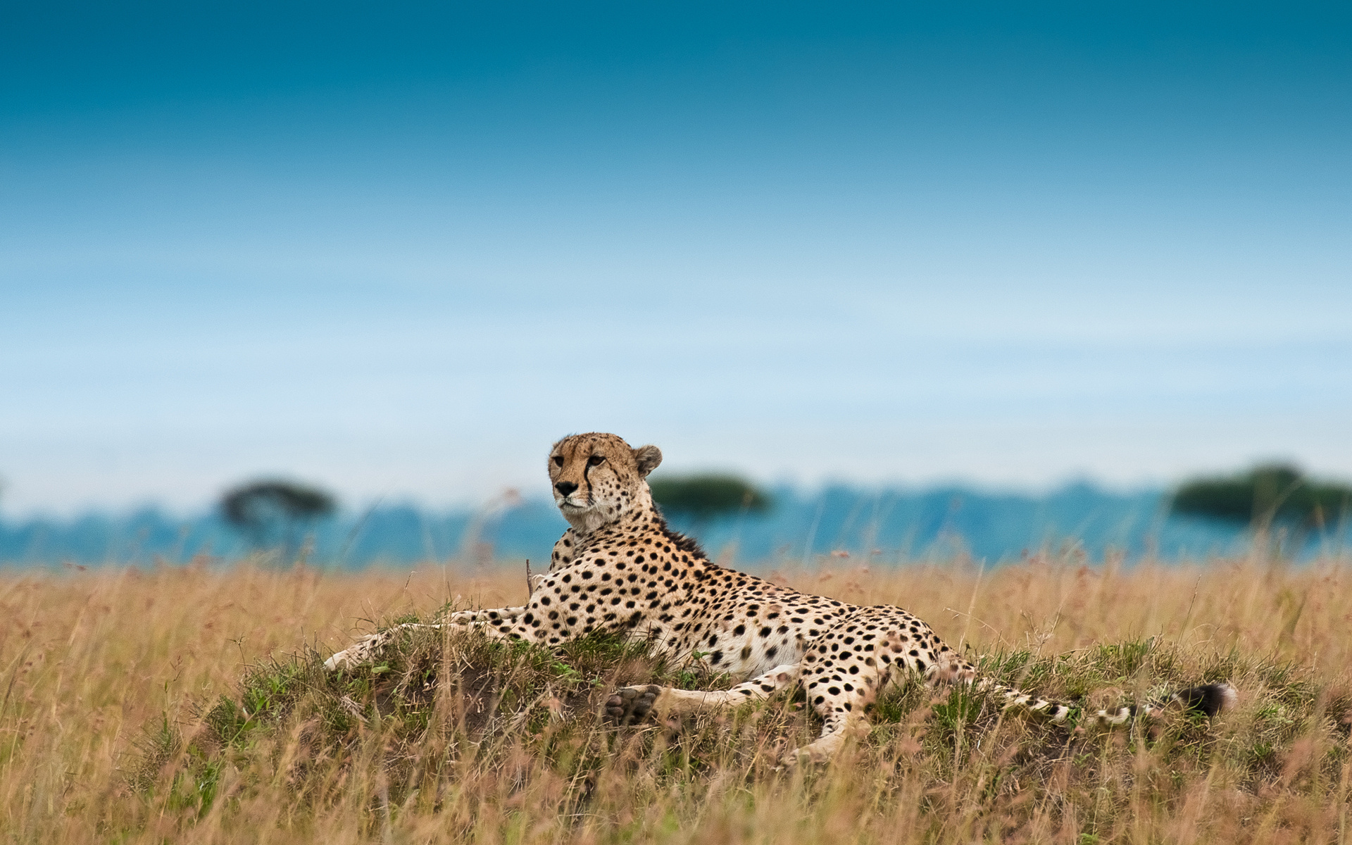 Lying cheetah, Meadow setting, Serene atmosphere, Relaxing wallpaper, 1920x1200 HD Desktop