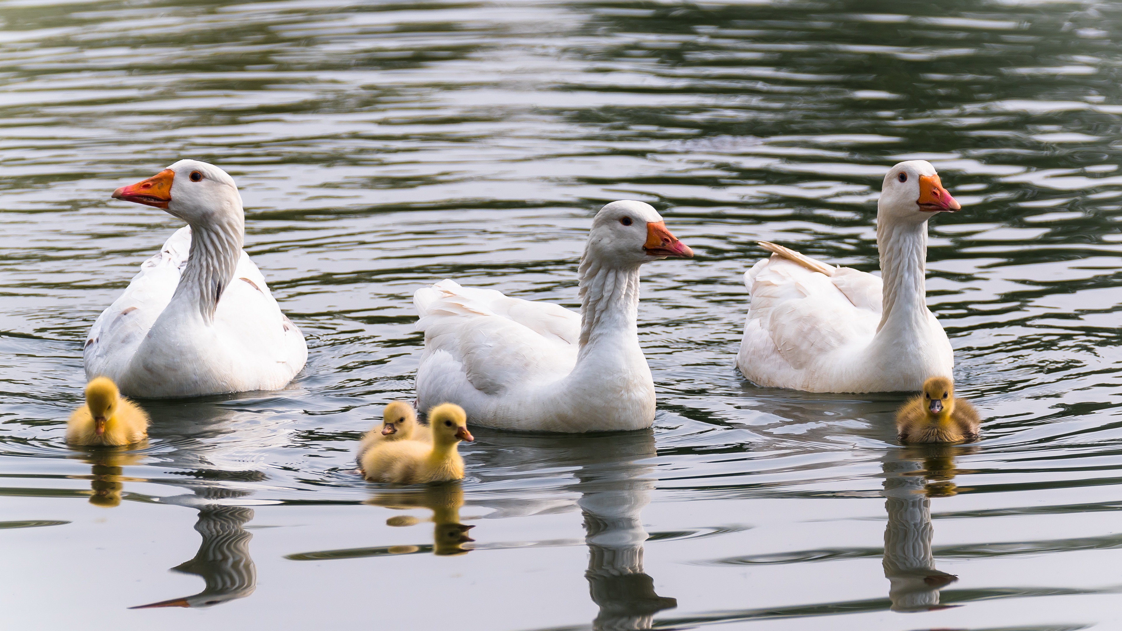 4K goose wallpapers, High-resolution visuals, Detailed feathers, Background images, 3840x2160 4K Desktop