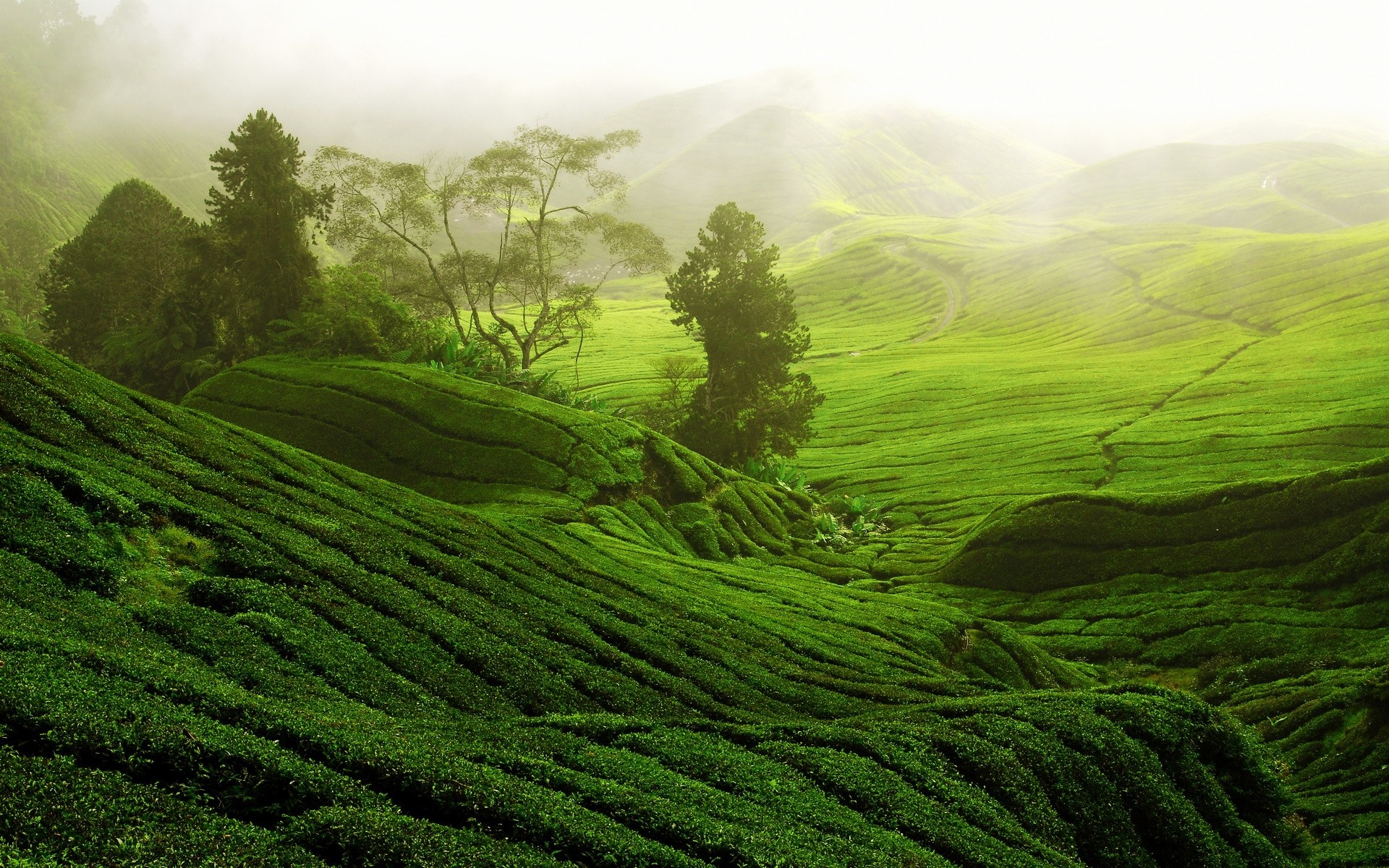 Sunlit scenery, Nature's paradise, Tea plantations, Mountain meadows, 1920x1200 HD Desktop