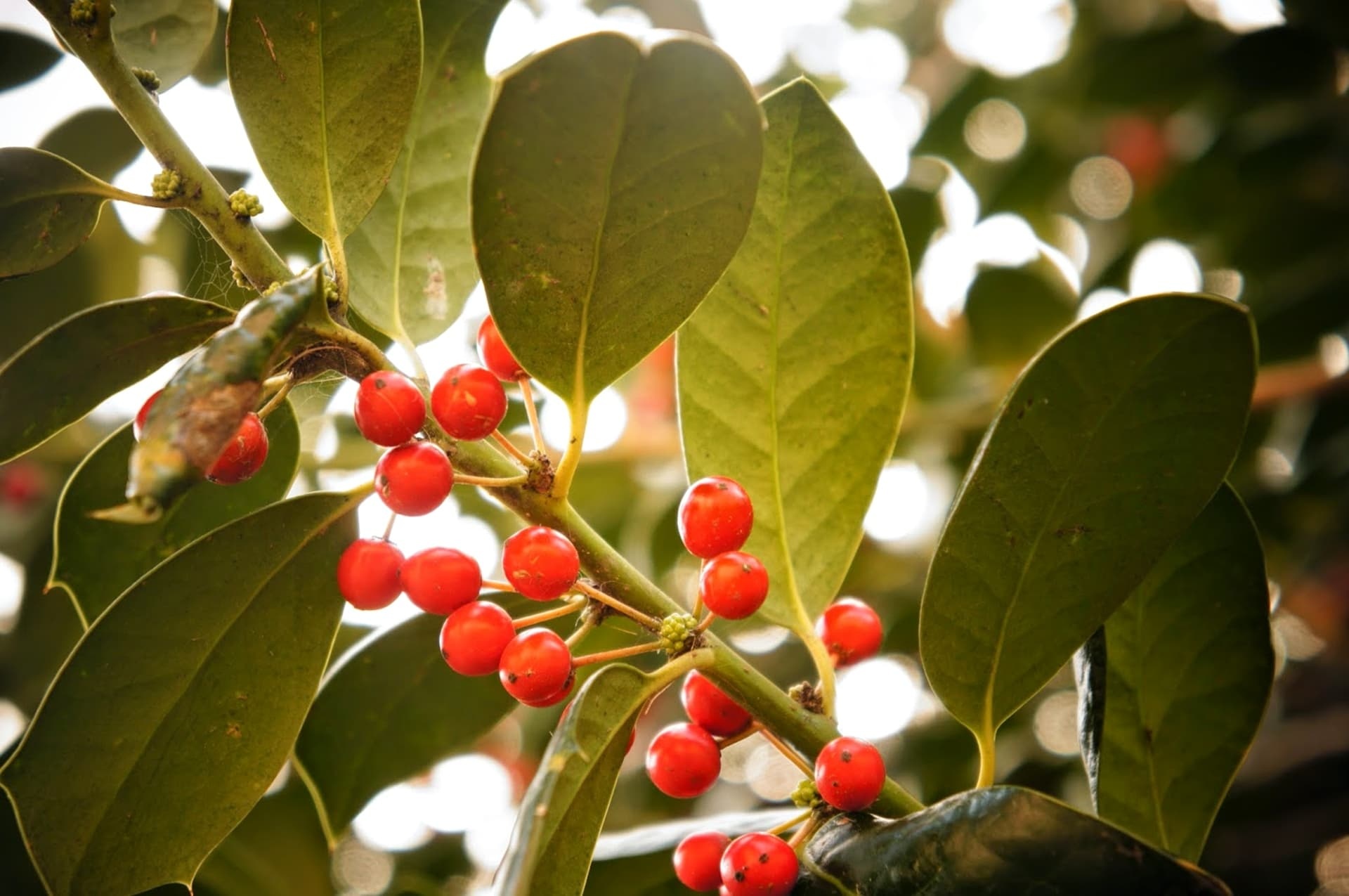 Holly Tree, Leafy shrub, Branches, Colorful nature, 1920x1280 HD Desktop