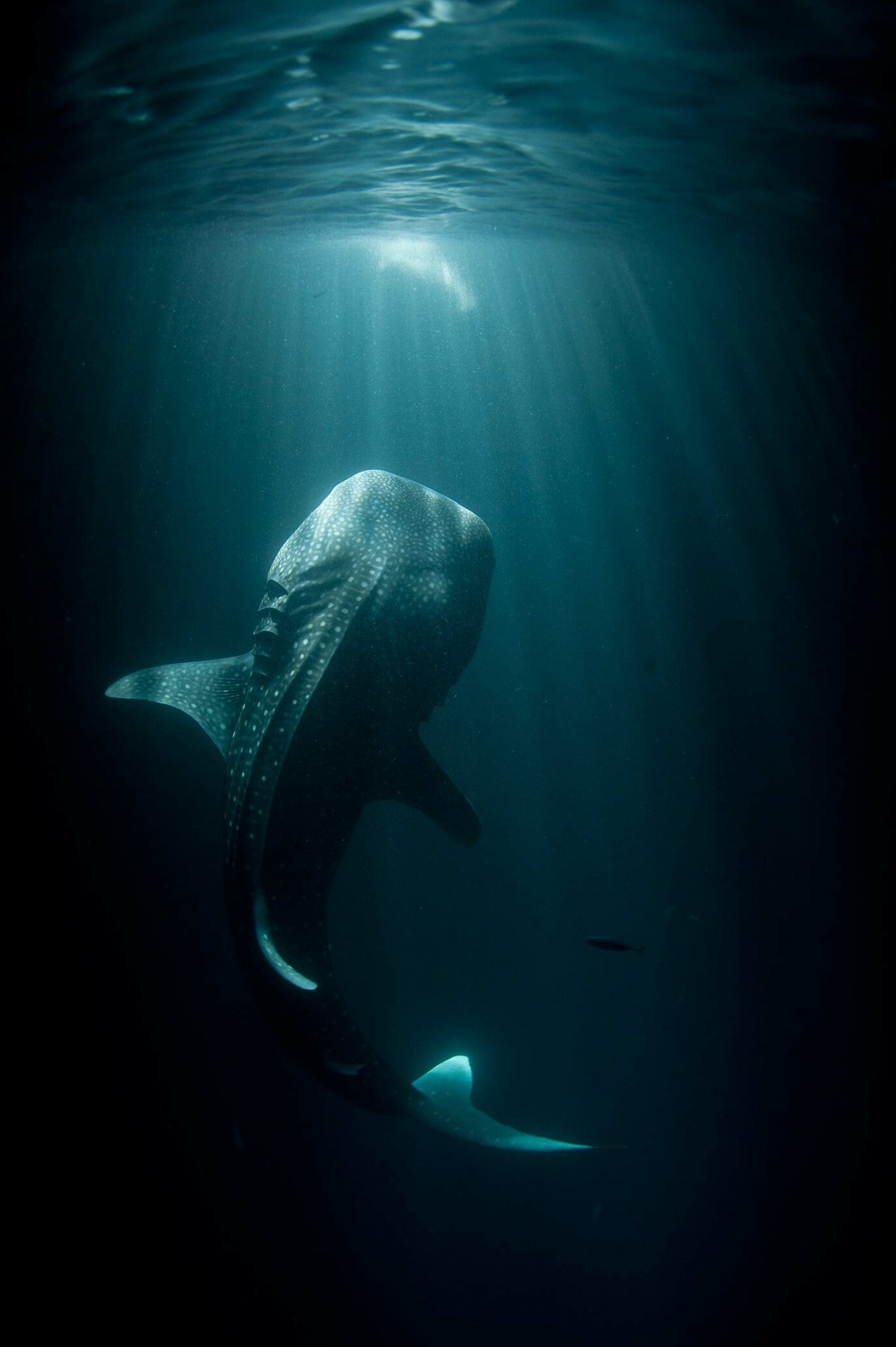 Whale shark, Sharks Wallpaper, 1540x2310 HD Phone