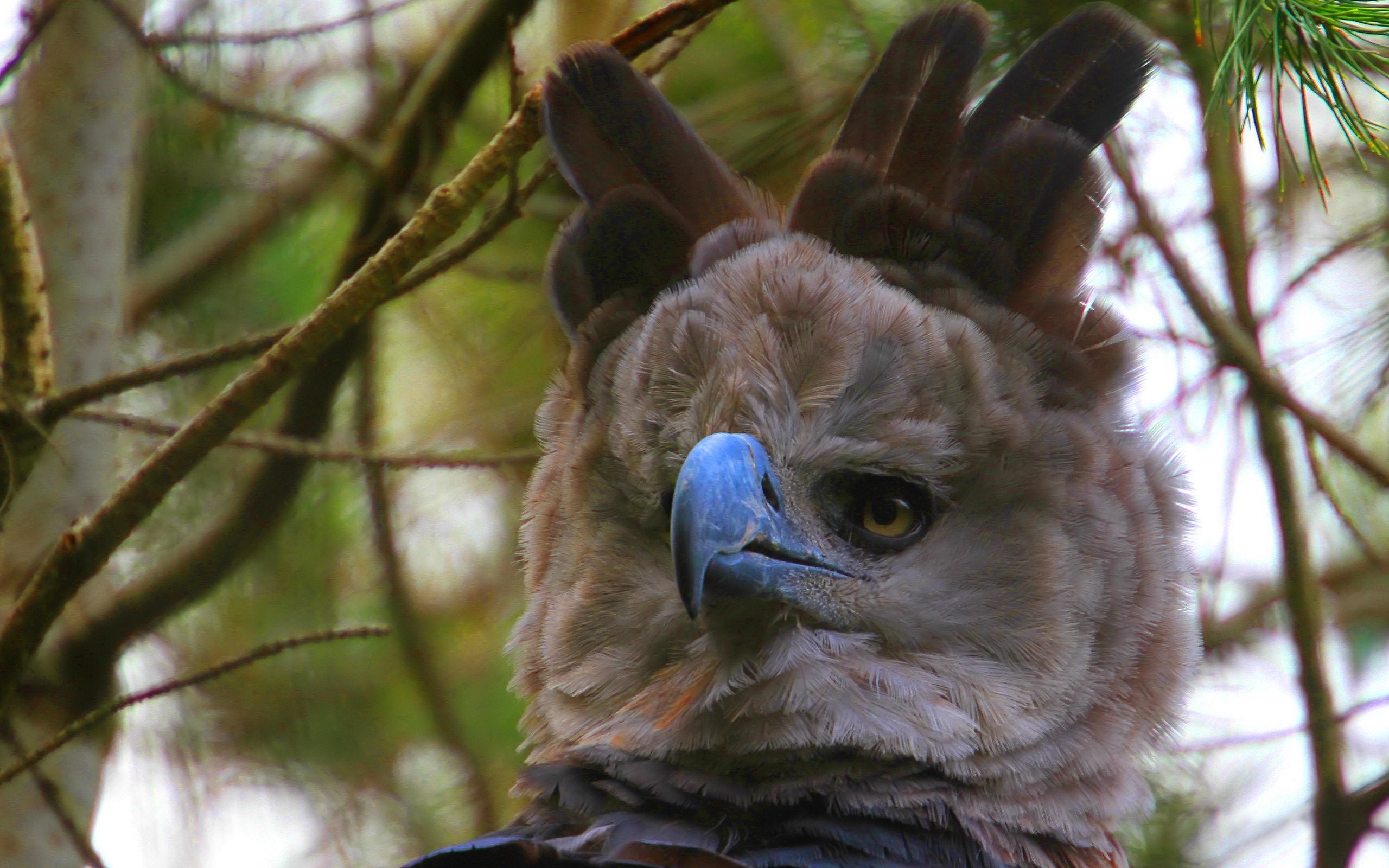 Eagle species admiration, Wildlife photography, Majestic avian beauty, Nature's guardians, 2560x1600 HD Desktop