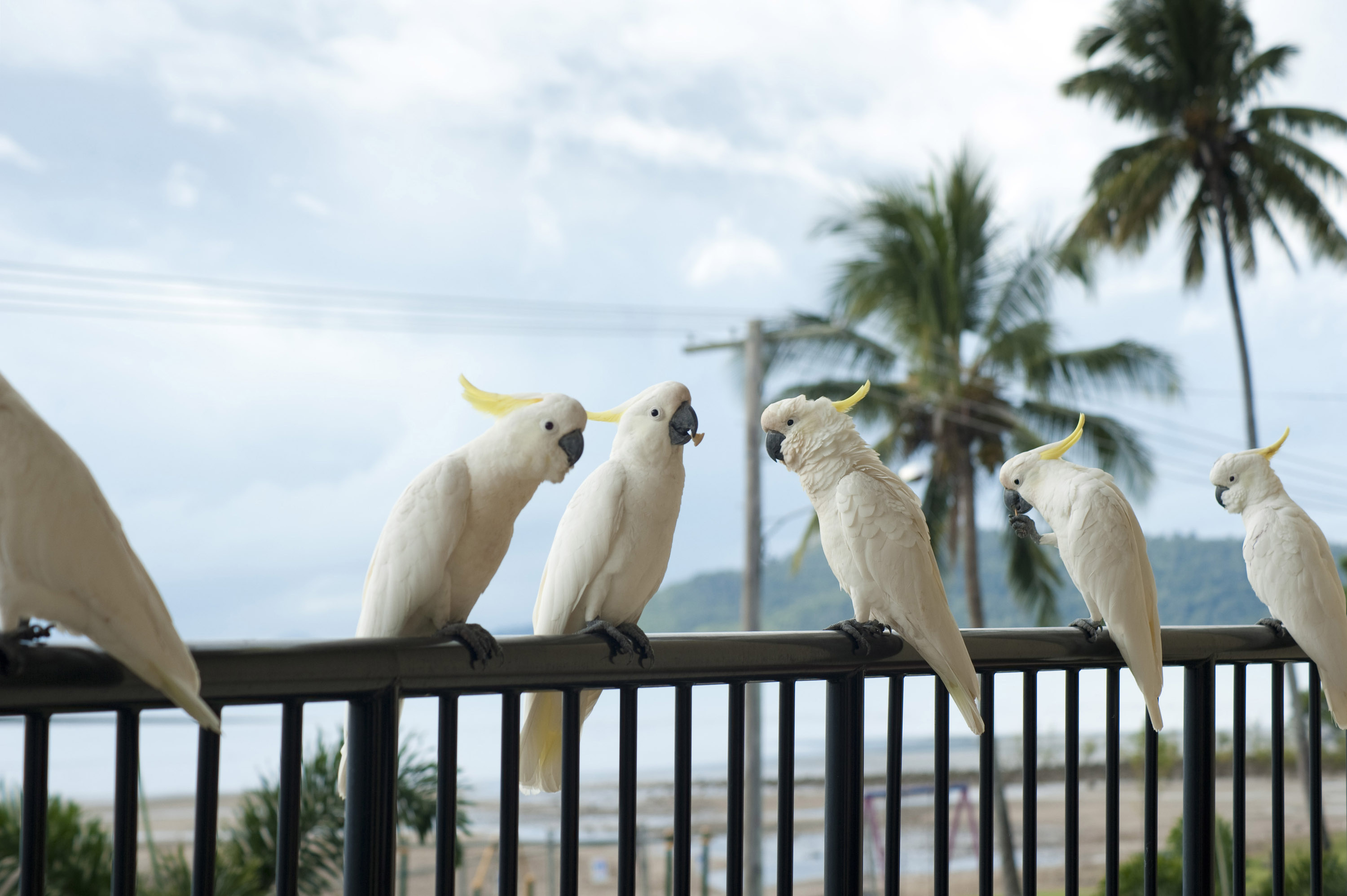 Cockatoo, Animals, Posted by Ethan, 3000x2000 HD Desktop