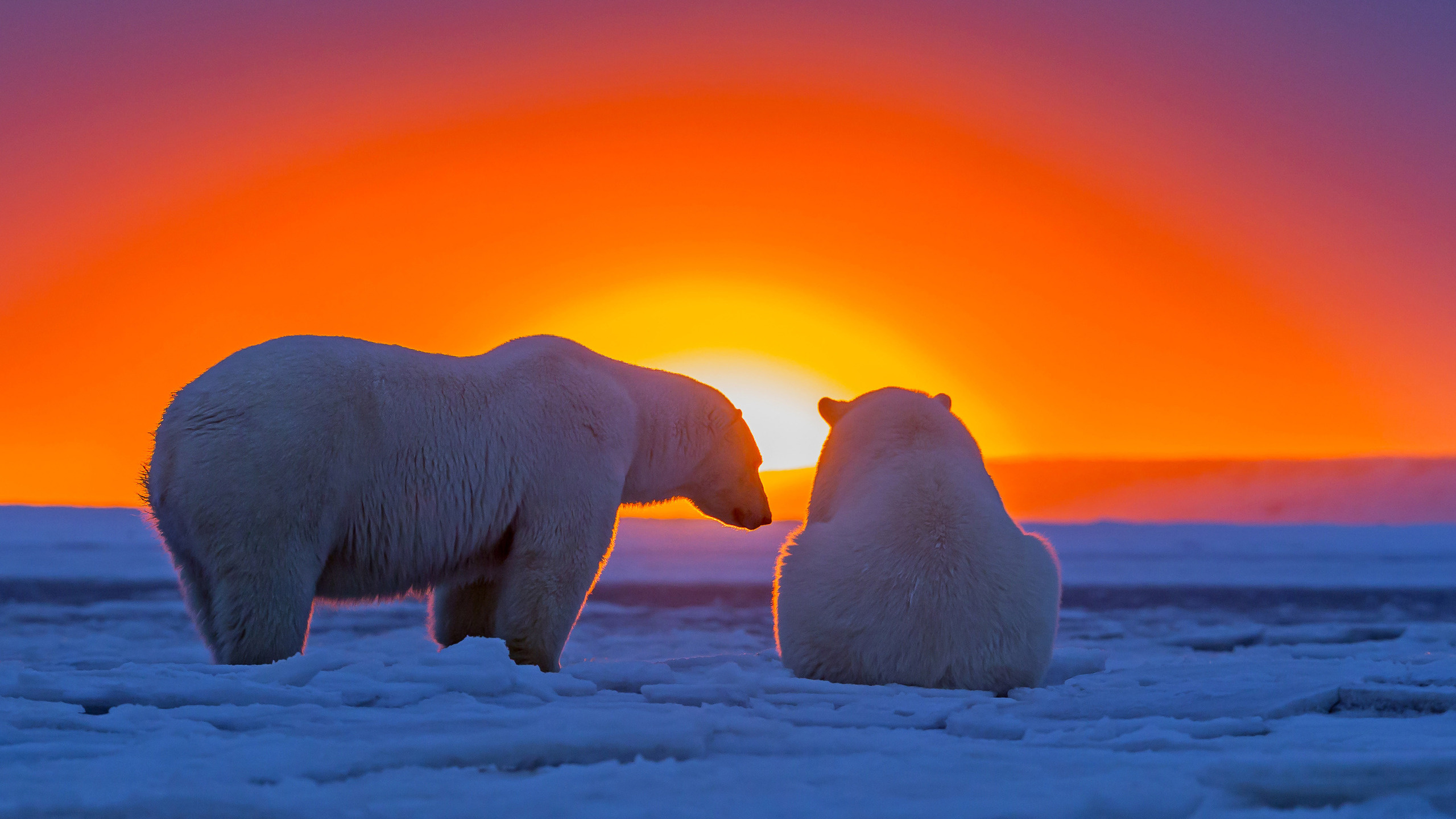 Extensive polar bear wallpapers, Various options, Beautiful images, HD quality, 2560x1440 HD Desktop