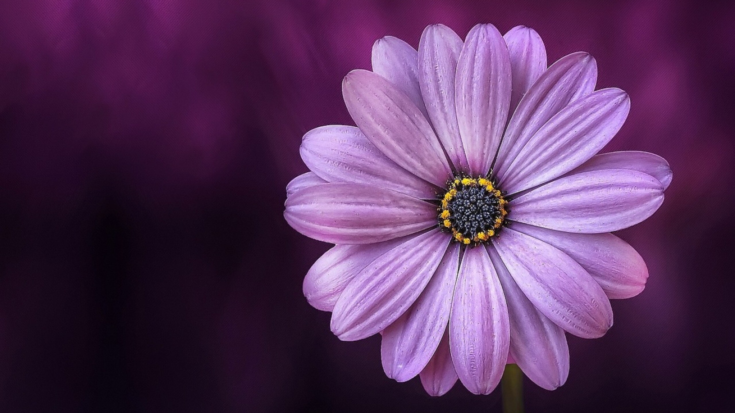 Purple daisy flower, 1440p resolution, Captivating images, Stunning blossoms, 2560x1440 HD Desktop