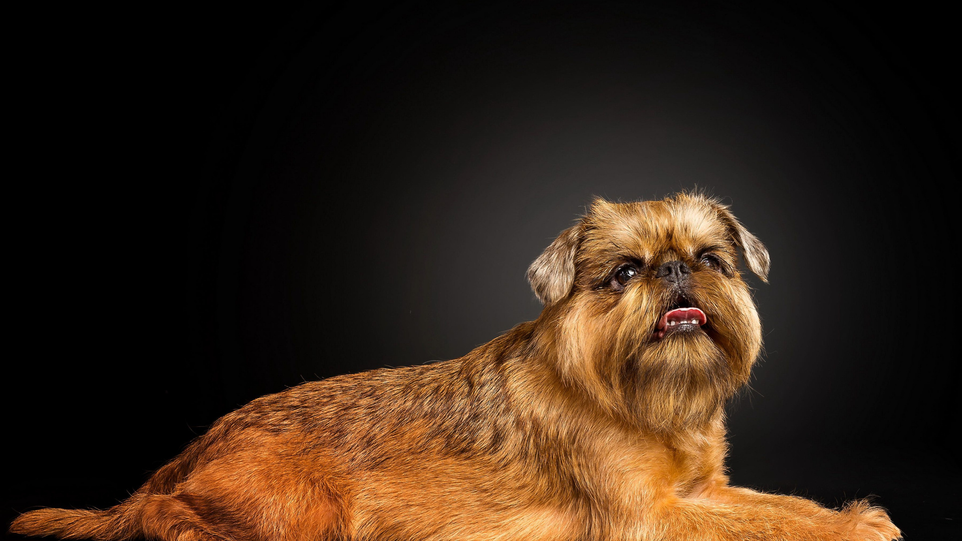 Brussels Griffon, Shih Tzu haircuts, Cute puppies, Desktop wallpaper, 1920x1080 Full HD Desktop