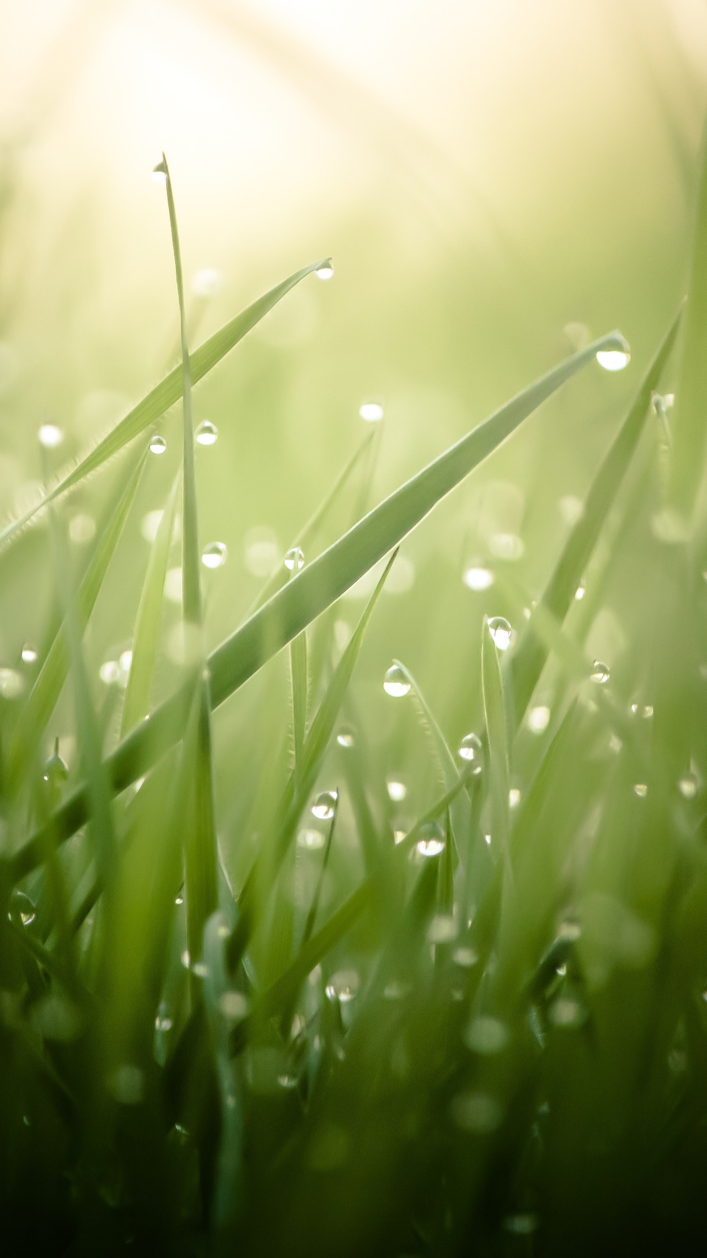 Grass 4K wallpaper, Dew drops, Sun rays, Natural radiance, 1440x2560 HD Phone