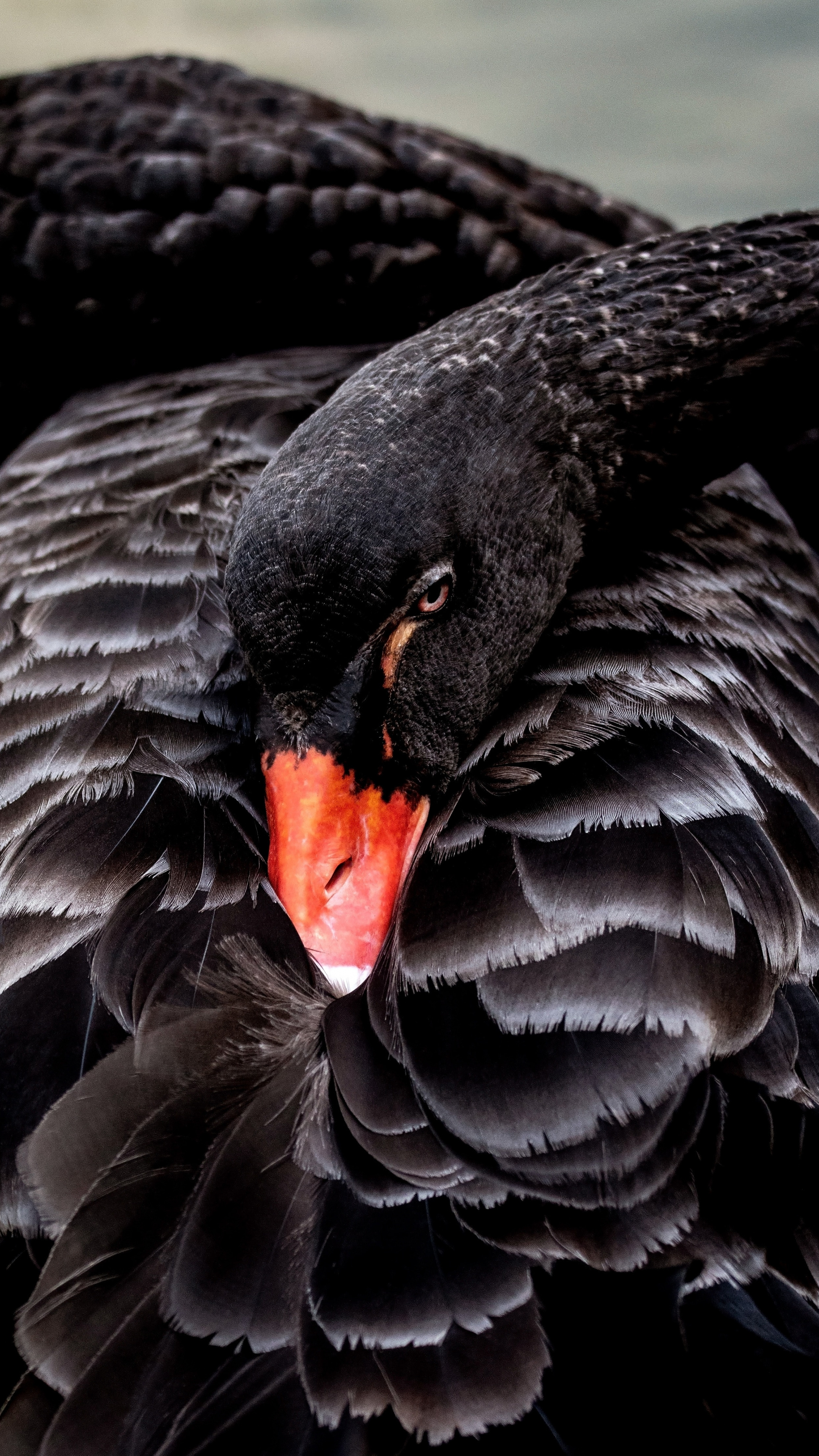 Black swan, Swans Wallpaper, 2160x3840 4K Phone