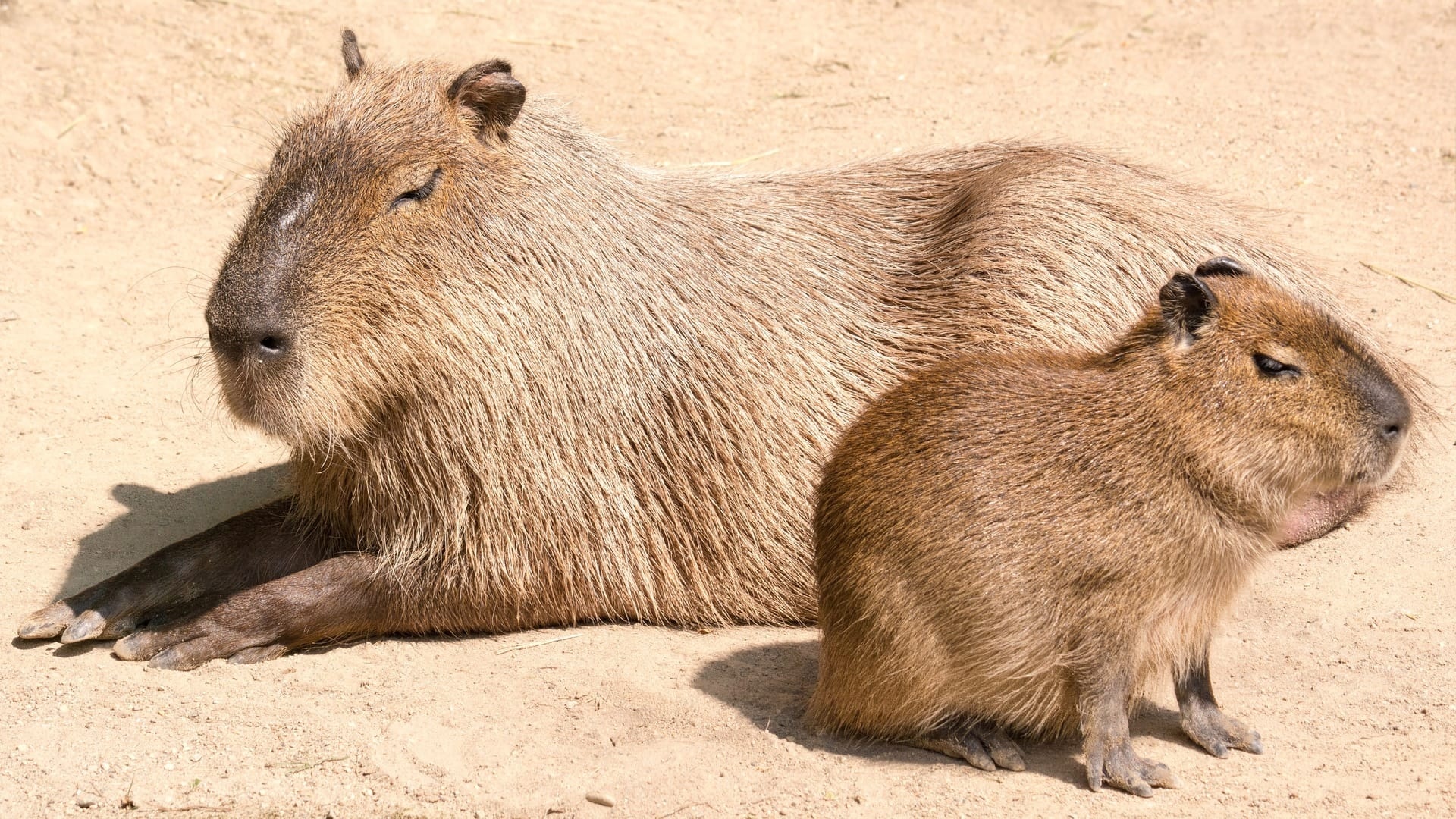 Hydrochaeris hydrochaeris, World's largest rodent, Pie experiences, Local tour operator, 1920x1080 Full HD Desktop