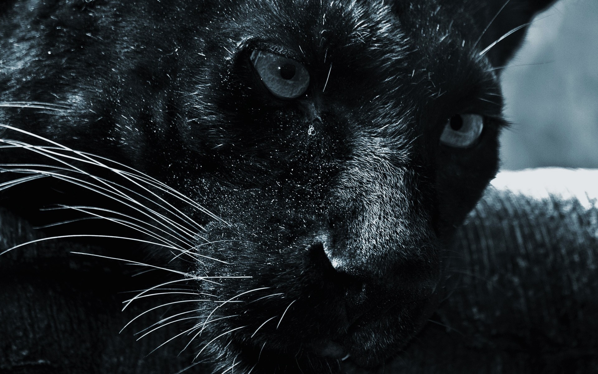 Close-up, Black Panthers Wallpaper, 1920x1200 HD Desktop