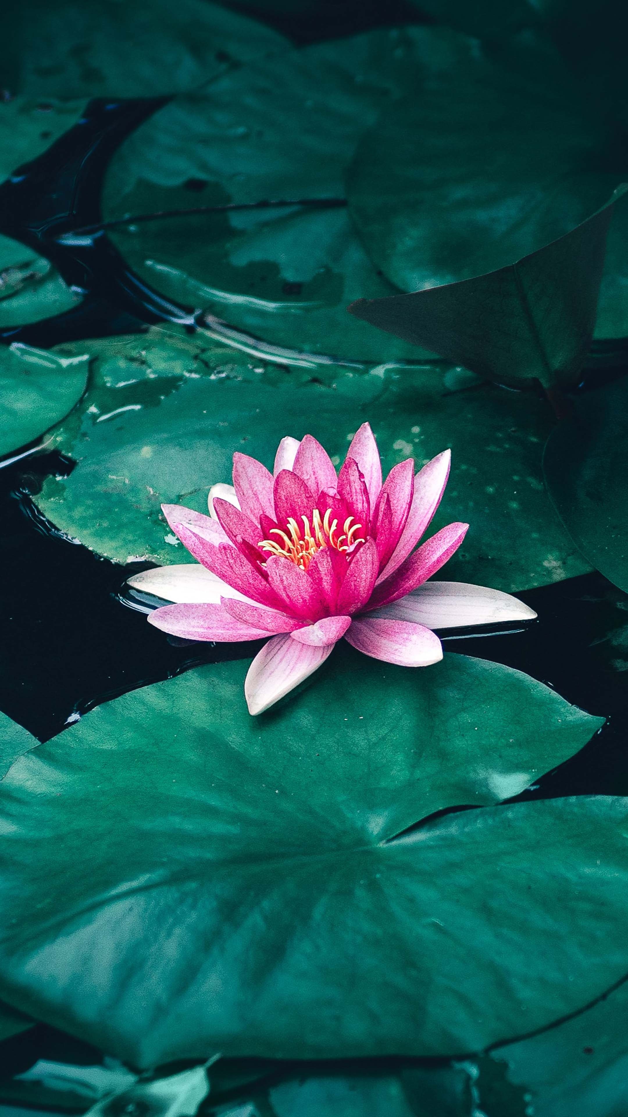 Nature, 4K, lotus flower, backgrounds, 2160x3840 4K Phone