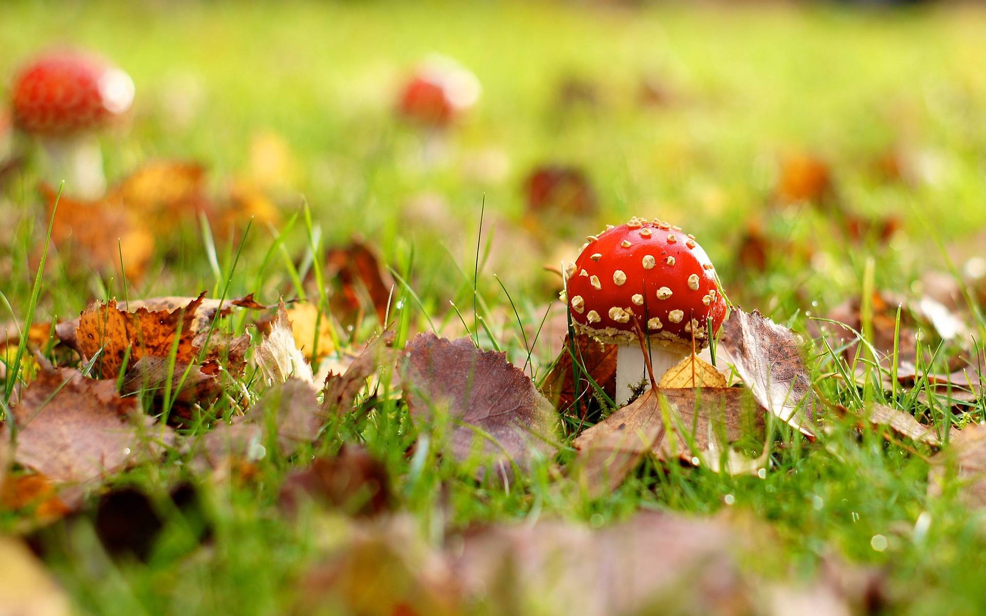 Amanita, Nature, Mushroom backgrounds, 1920x1200 HD Desktop