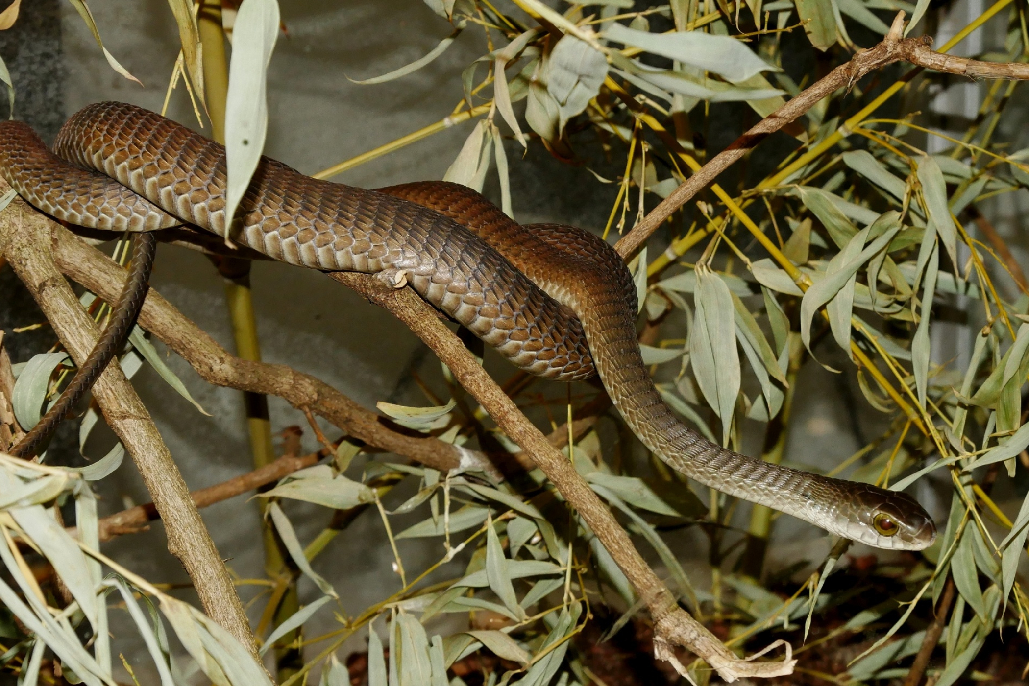 Boomslang, Dispholidus typus, African serpent, Venomous reptile, 2100x1410 HD Desktop