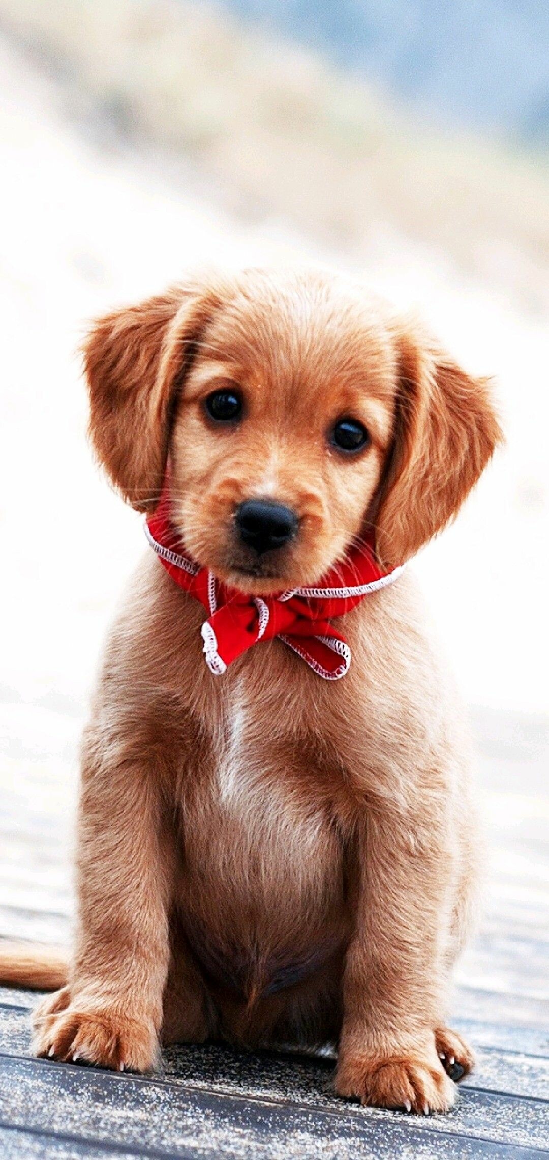 Dog, cute puppies, sweet companions, beloved, 1080x2280 HD Phone