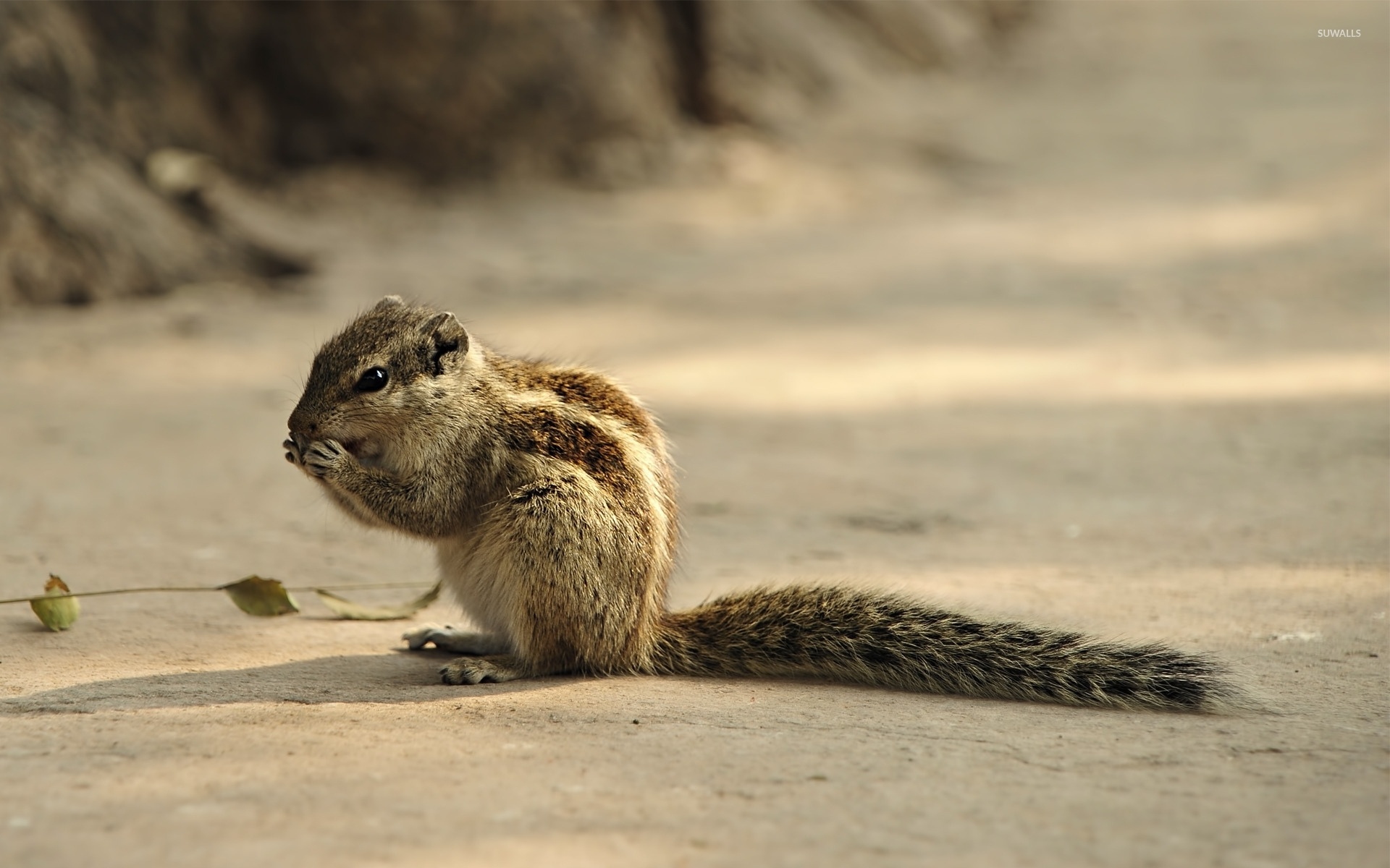 Adorable chipmunk, HD wallpaper, Animal charmer, Nature's delight, 1920x1200 HD Desktop