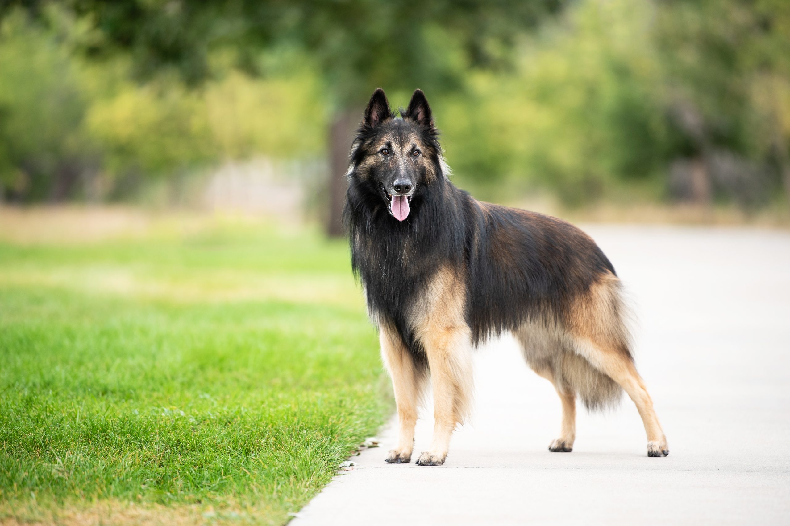 Belgian Tervuren, Train a Belgian, Training tips, Obedience, 2560x1710 HD Desktop