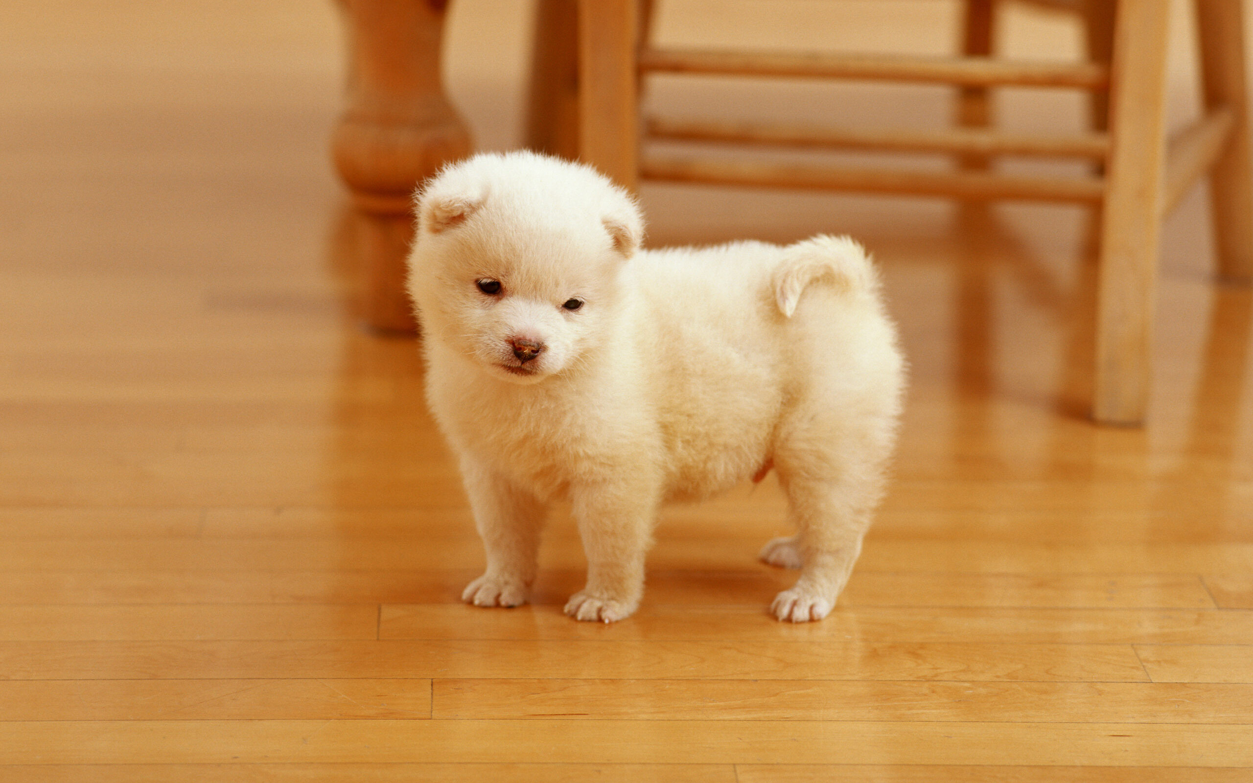 Cutest puppy wallpaper, Sweet innocence, Endearing pose, Heartwarming charm, 2560x1600 HD Desktop