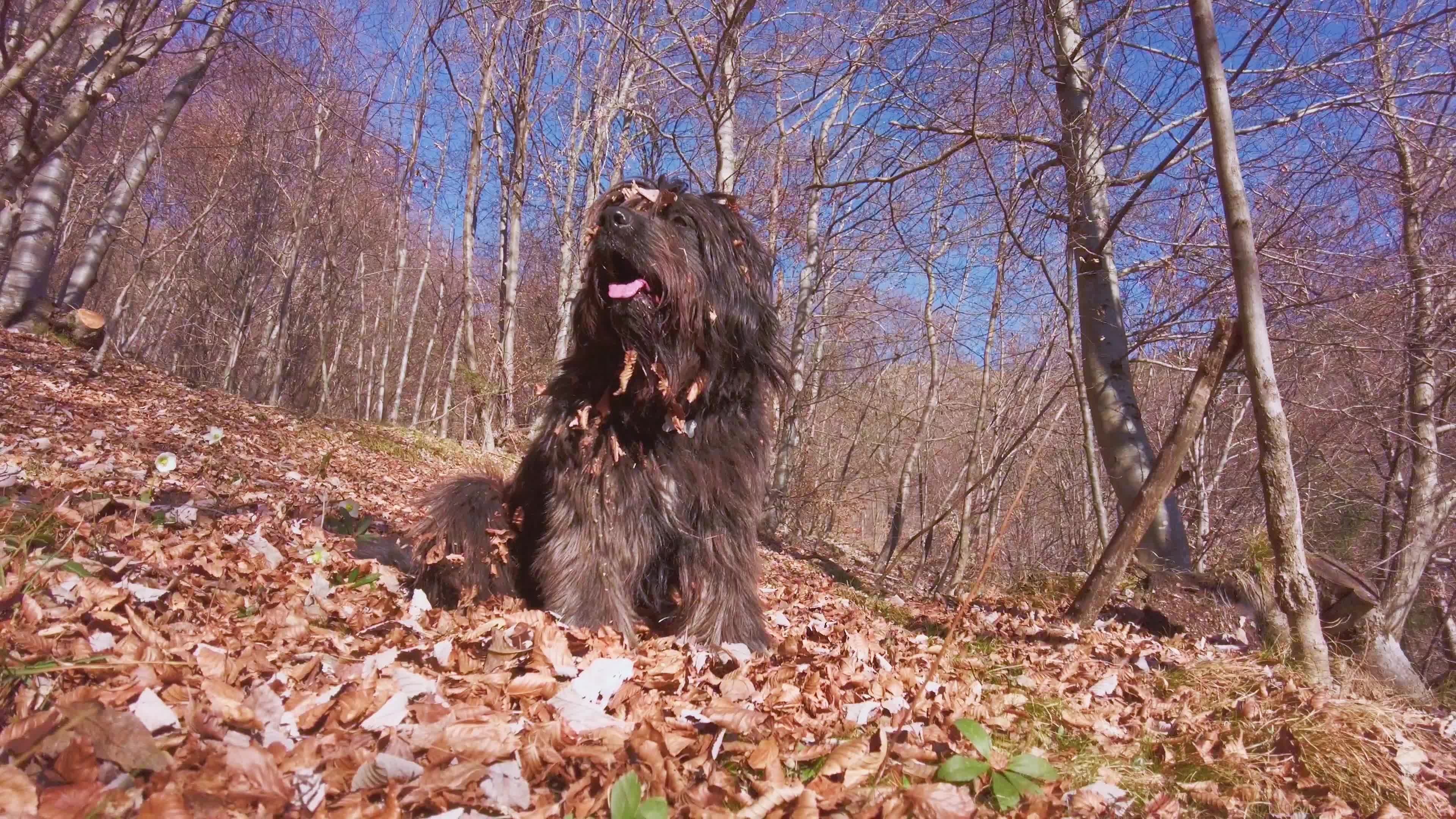 Perro Pastor Bergamasco, Bosque con hojas, Vdeo de stock, Vecteezy, 3840x2160 4K Desktop