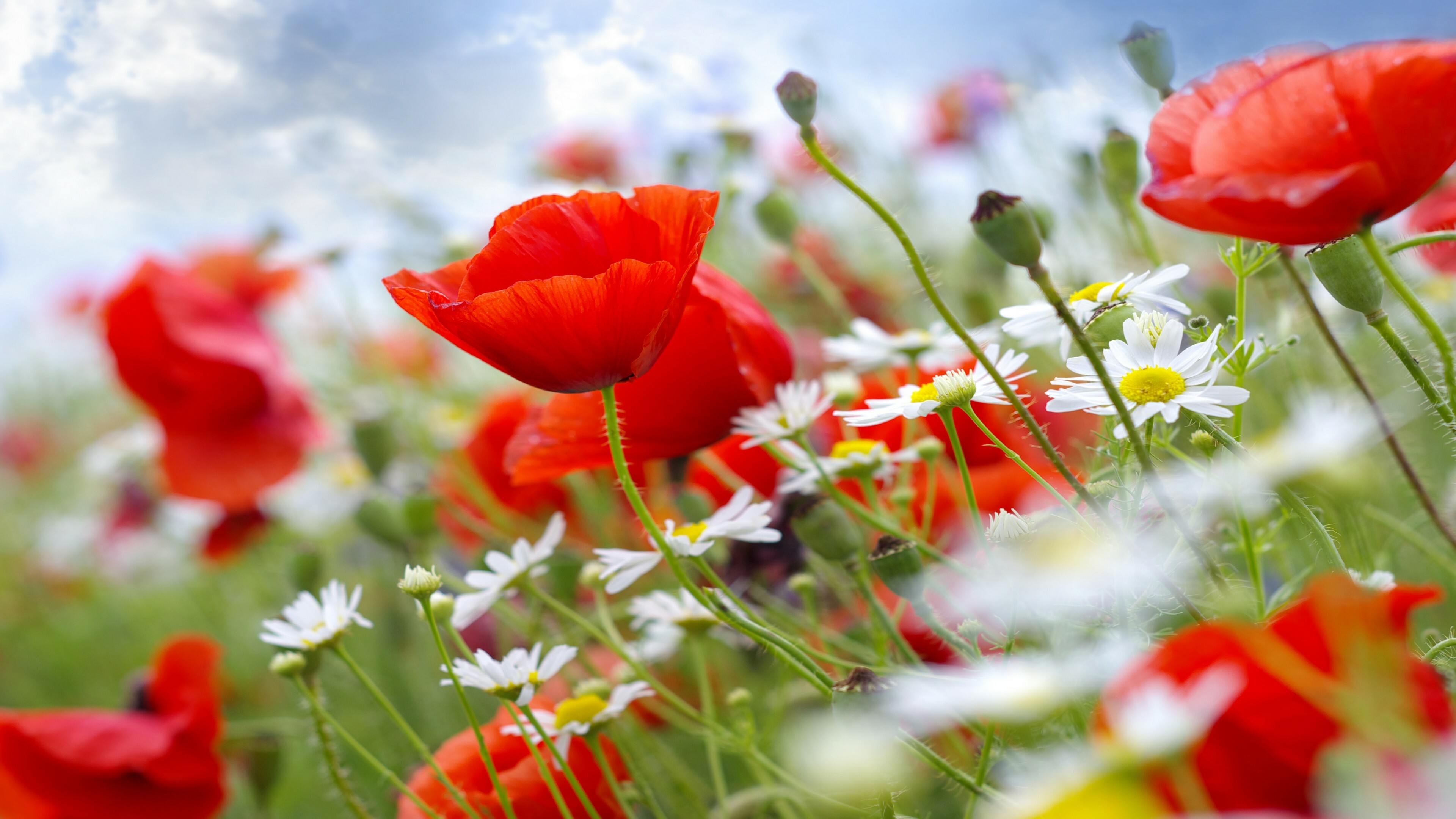 Poppy wallpaper, Wildflower meadows, Captivating nature, Stunning blooms, 3840x2160 4K Desktop