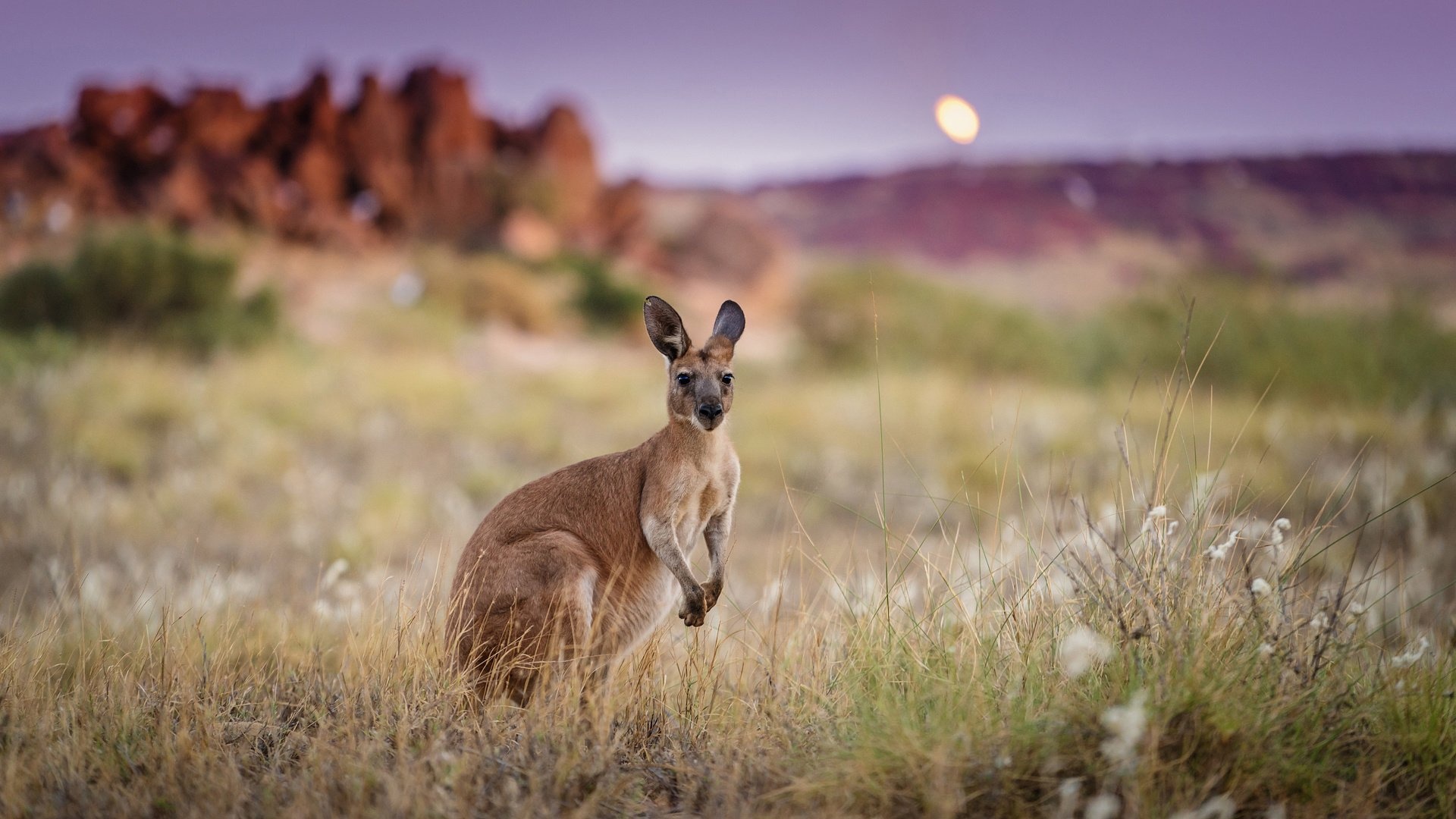 Australia morning, Kangaroo wallpapers, HD desktop, Mobile backgrounds, 1920x1080 Full HD Desktop