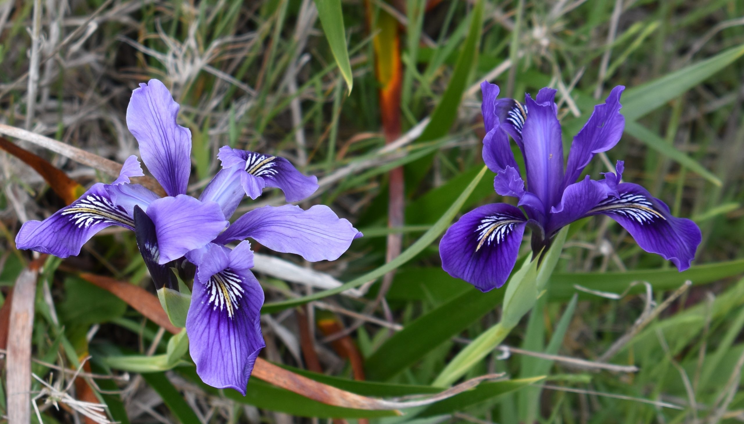 Douglas iris, Iris Wallpaper, 2560x1460 HD Desktop