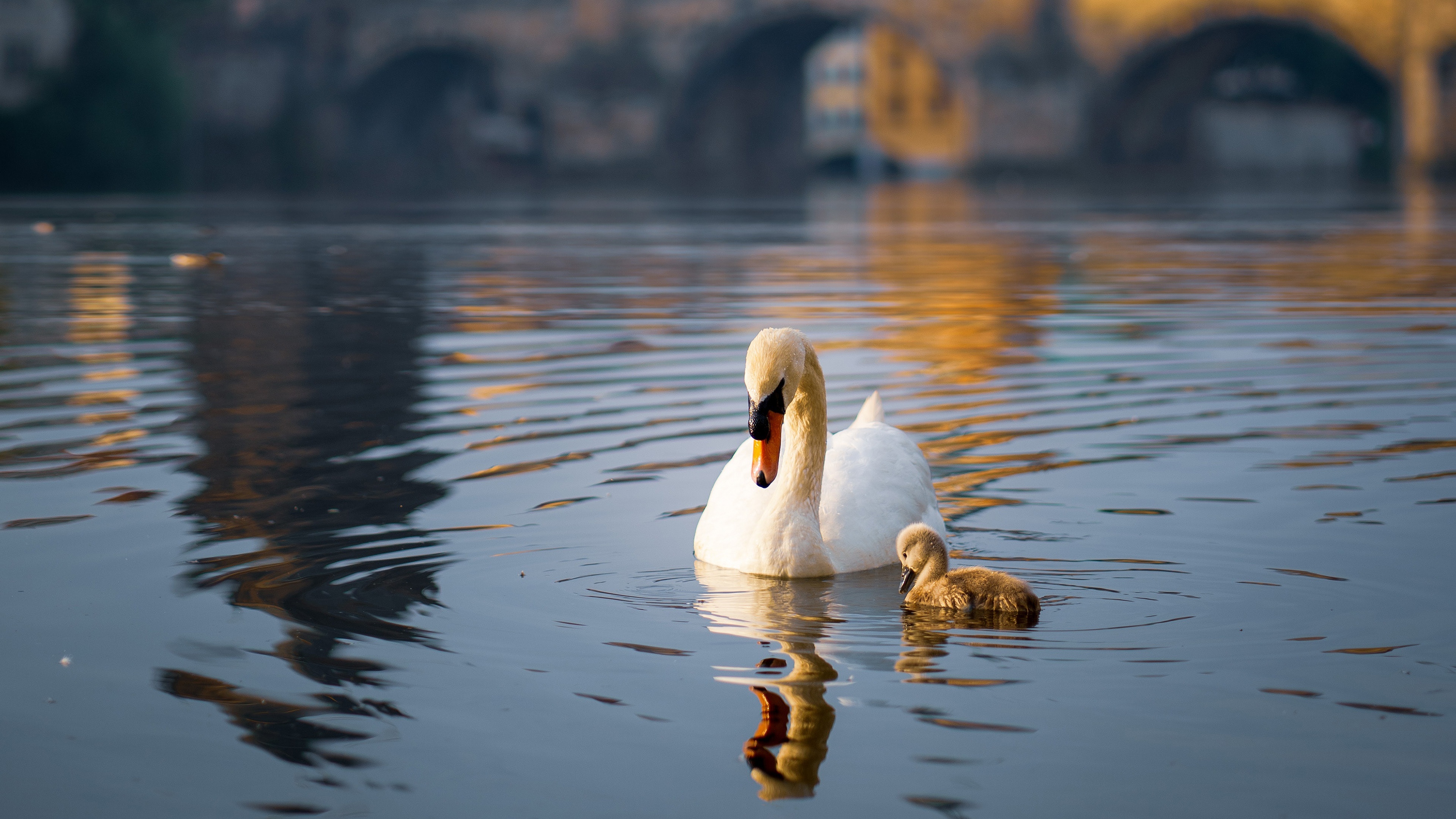 Mother and baby, Swans Wallpaper, 3840x2160 4K Desktop