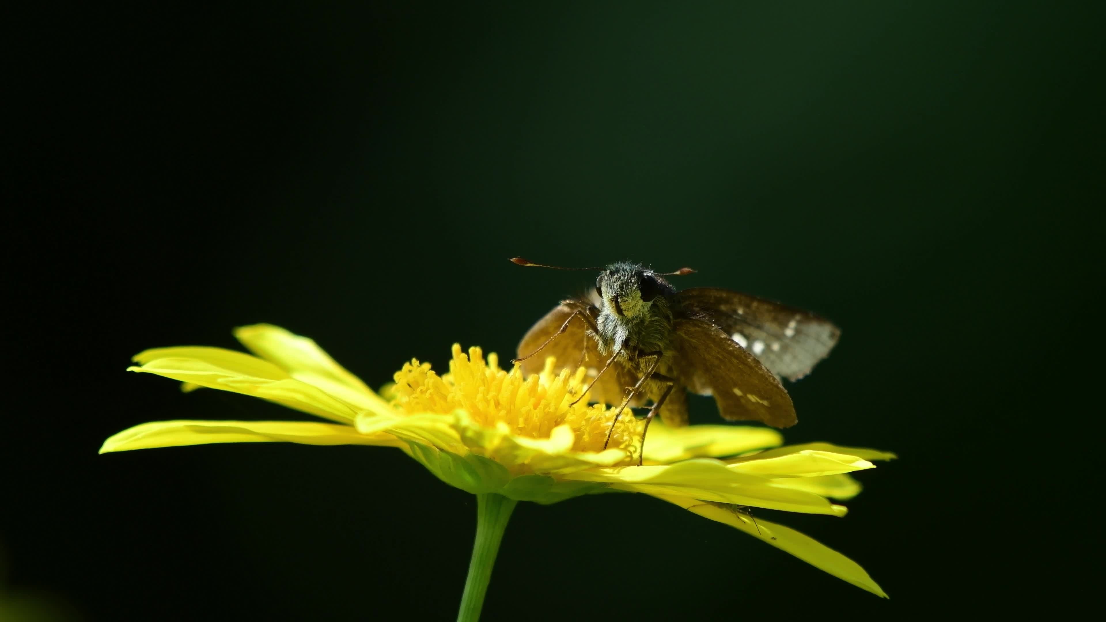 Free moth stock footage, High-quality videos, Nature's wonders, Unique insect behavior, 3840x2160 4K Desktop