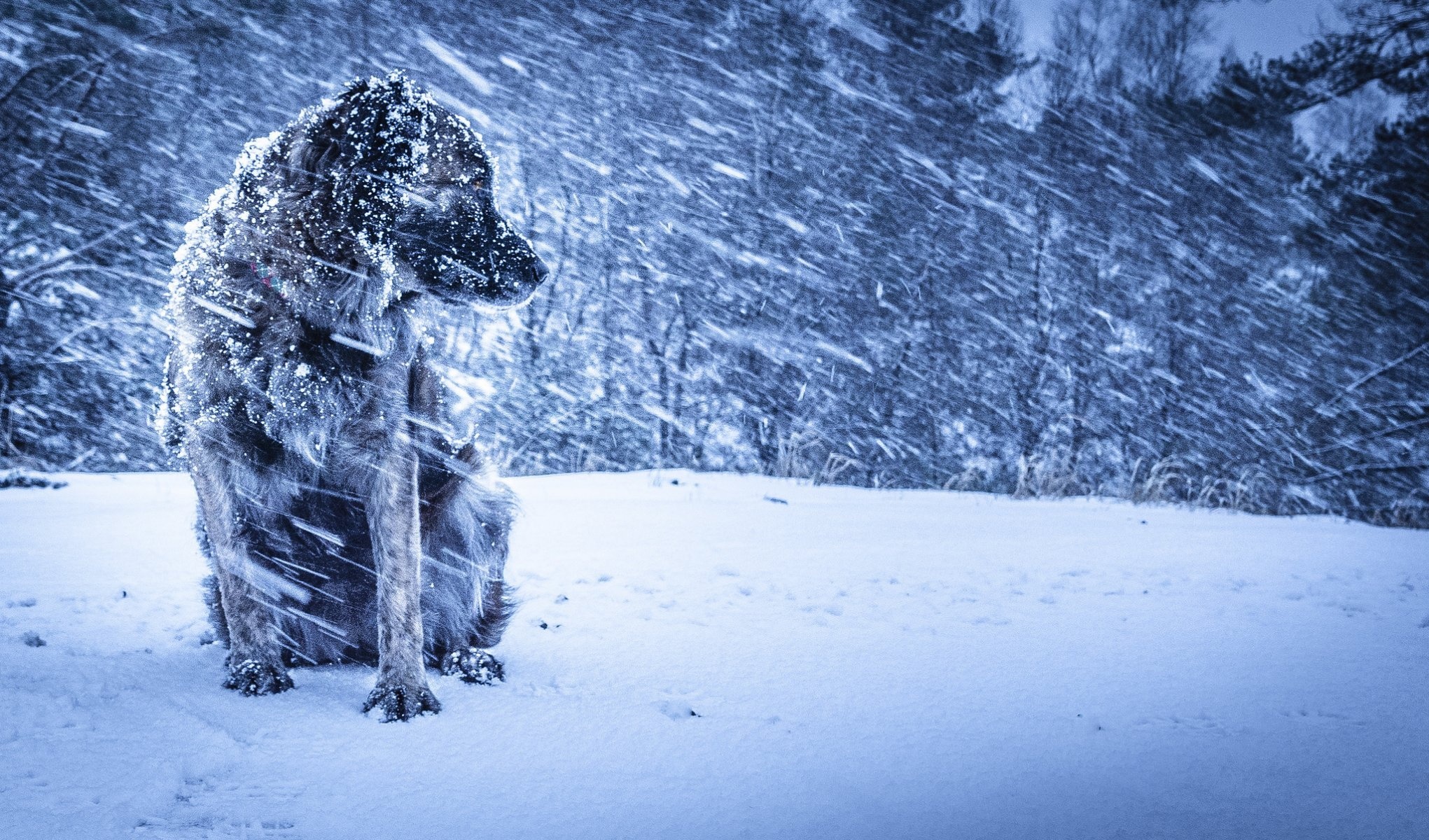 Dog, Ice Storm Wallpaper, 2050x1200 HD Desktop