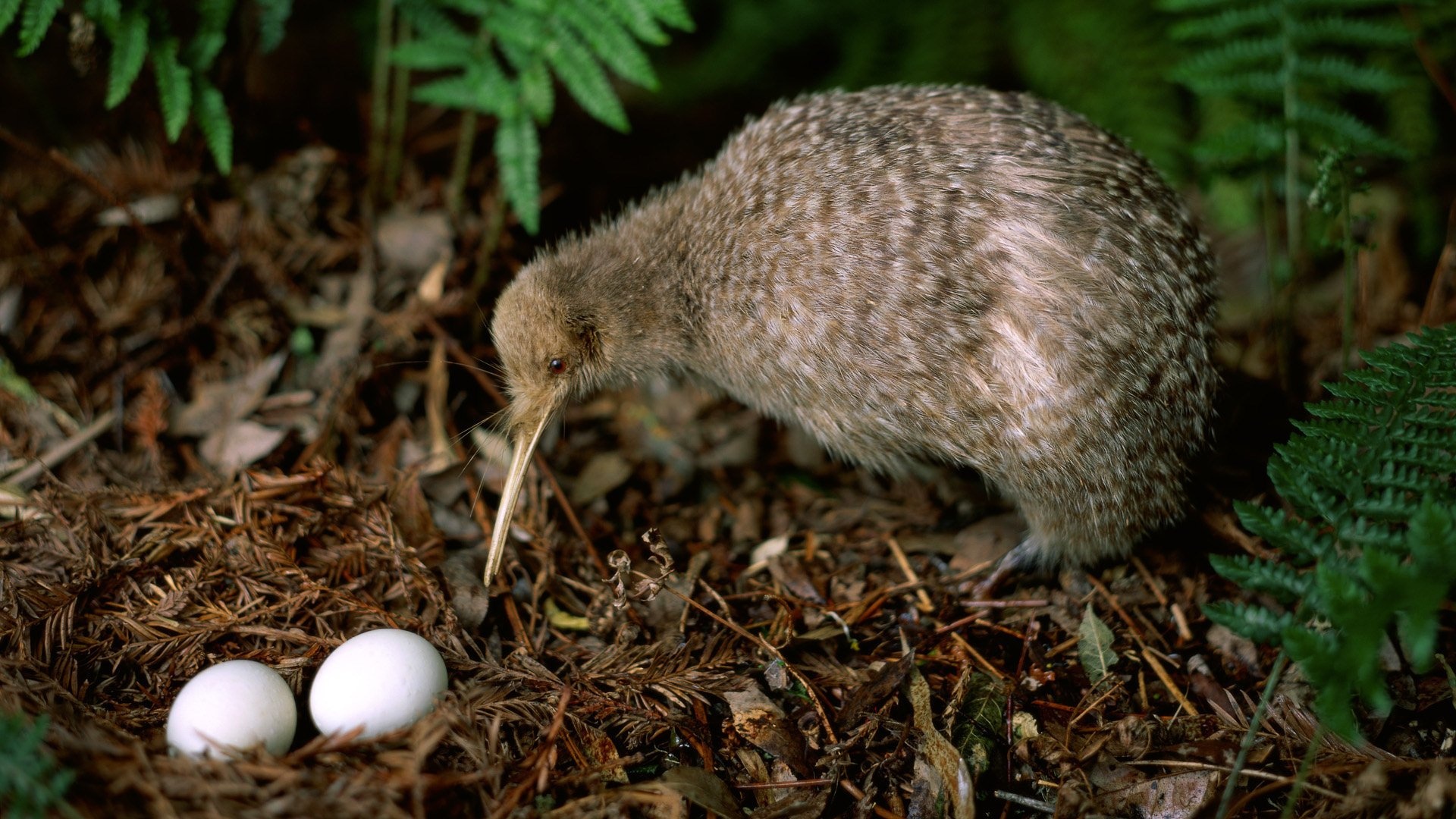 Kiwi HD Wallpaper, Background Image, 1920x1080 Full HD Desktop