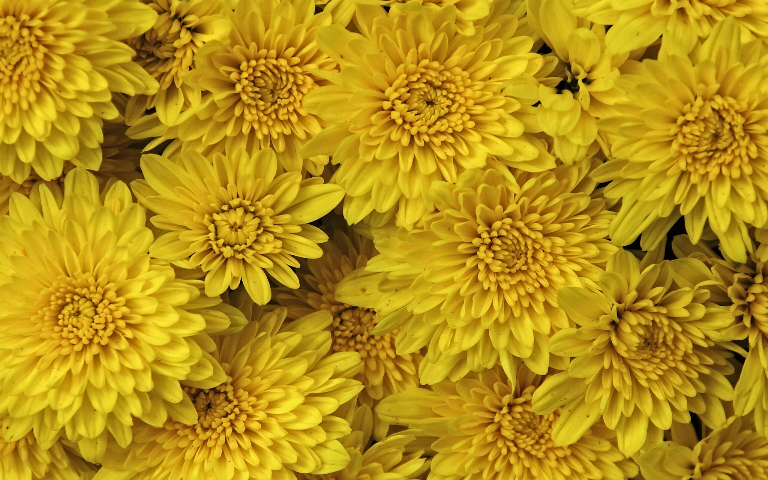 Chrysanthemum, Yellow flowers, High-definition, Botanical wonder, 2560x1600 HD Desktop