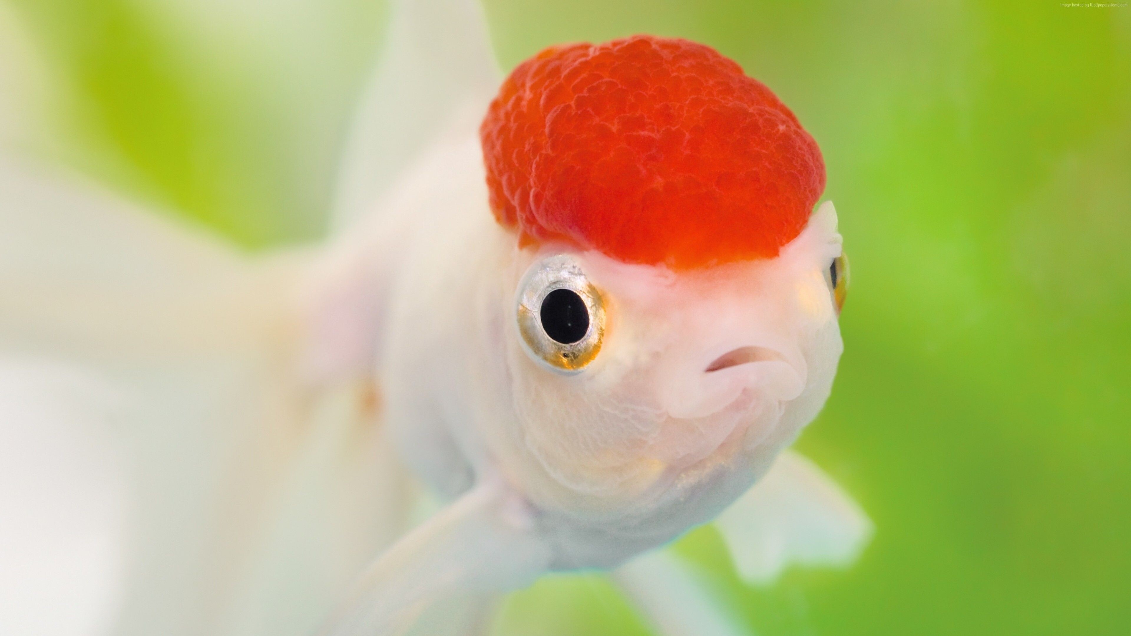 Gold Fish, Nature, Pet fish, Oranda, 3840x2160 4K Desktop