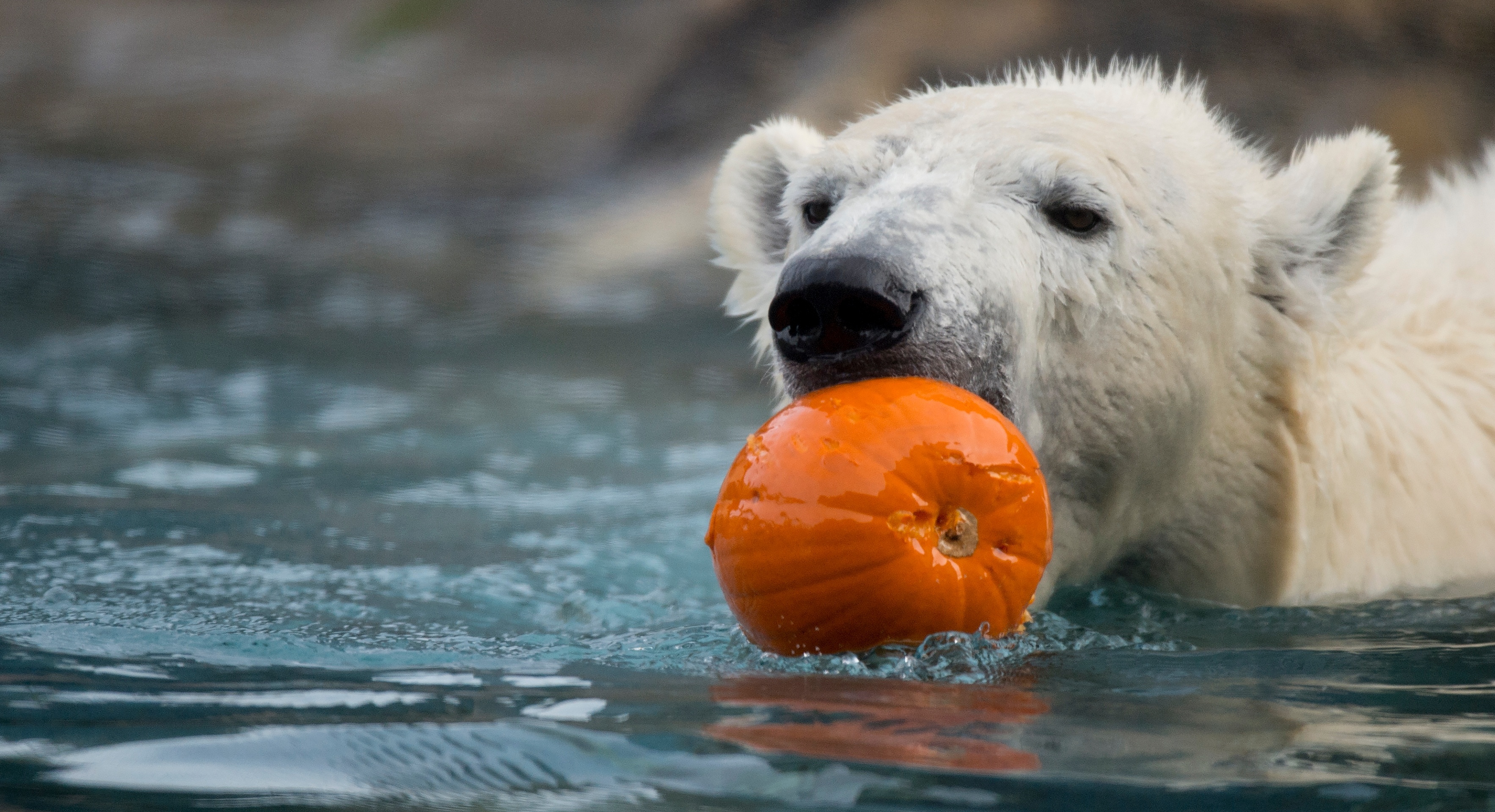 Nora's recovery, Broken leg, Utah's Hogle Zoo, On the mend, 3540x1920 HD Desktop